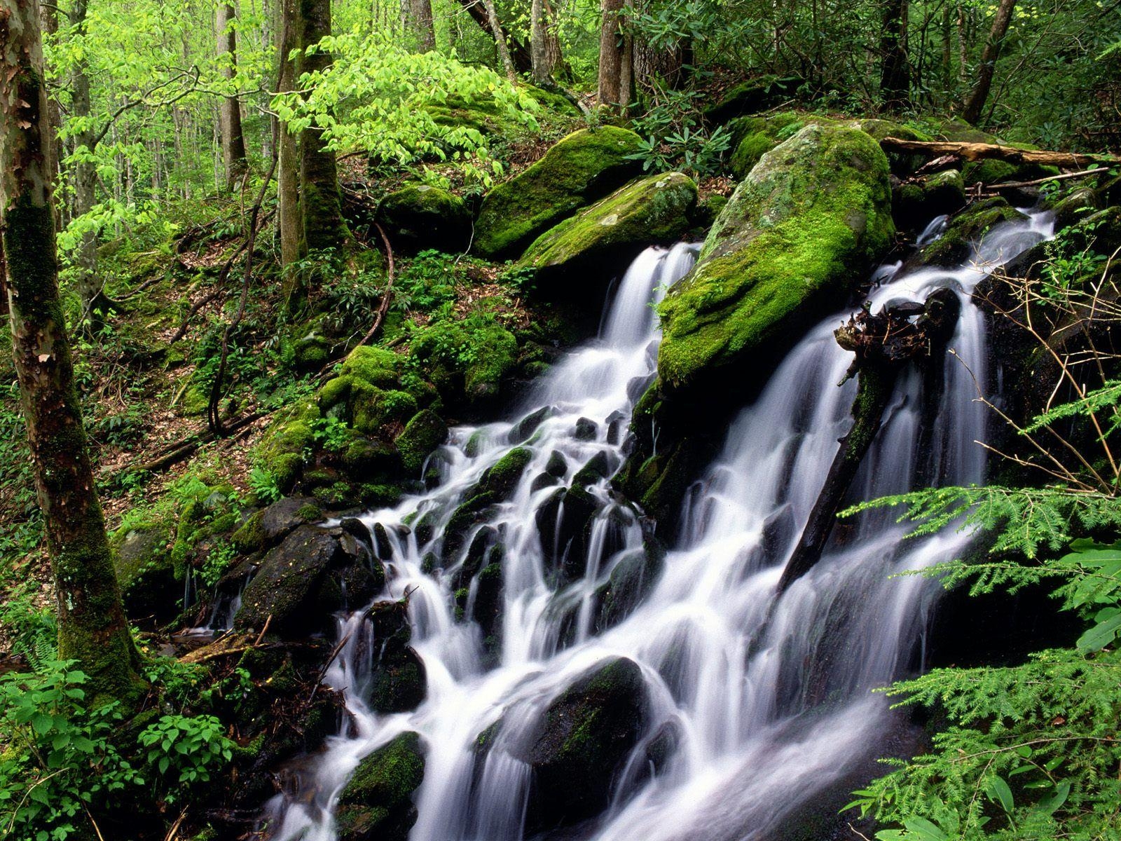 1600x1200 the Rain, Tremont Area, Great Smoky Mountains National Park, Tennessee, Desktop