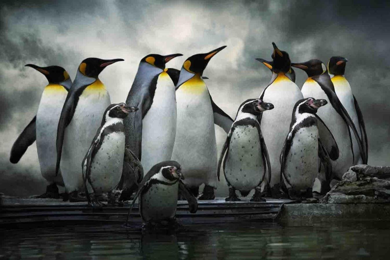 1350x900 Penguin Wallpaper Free Apps on Google Play, Desktop