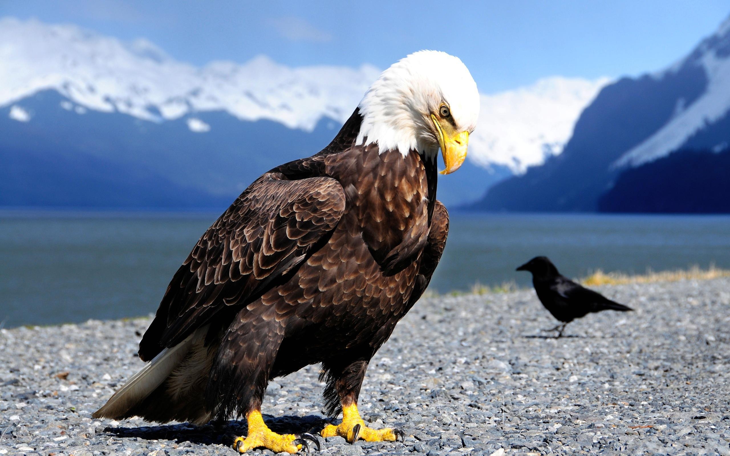 2560x1600 Bald Eagle HD Wallpaper and Background Image, Desktop