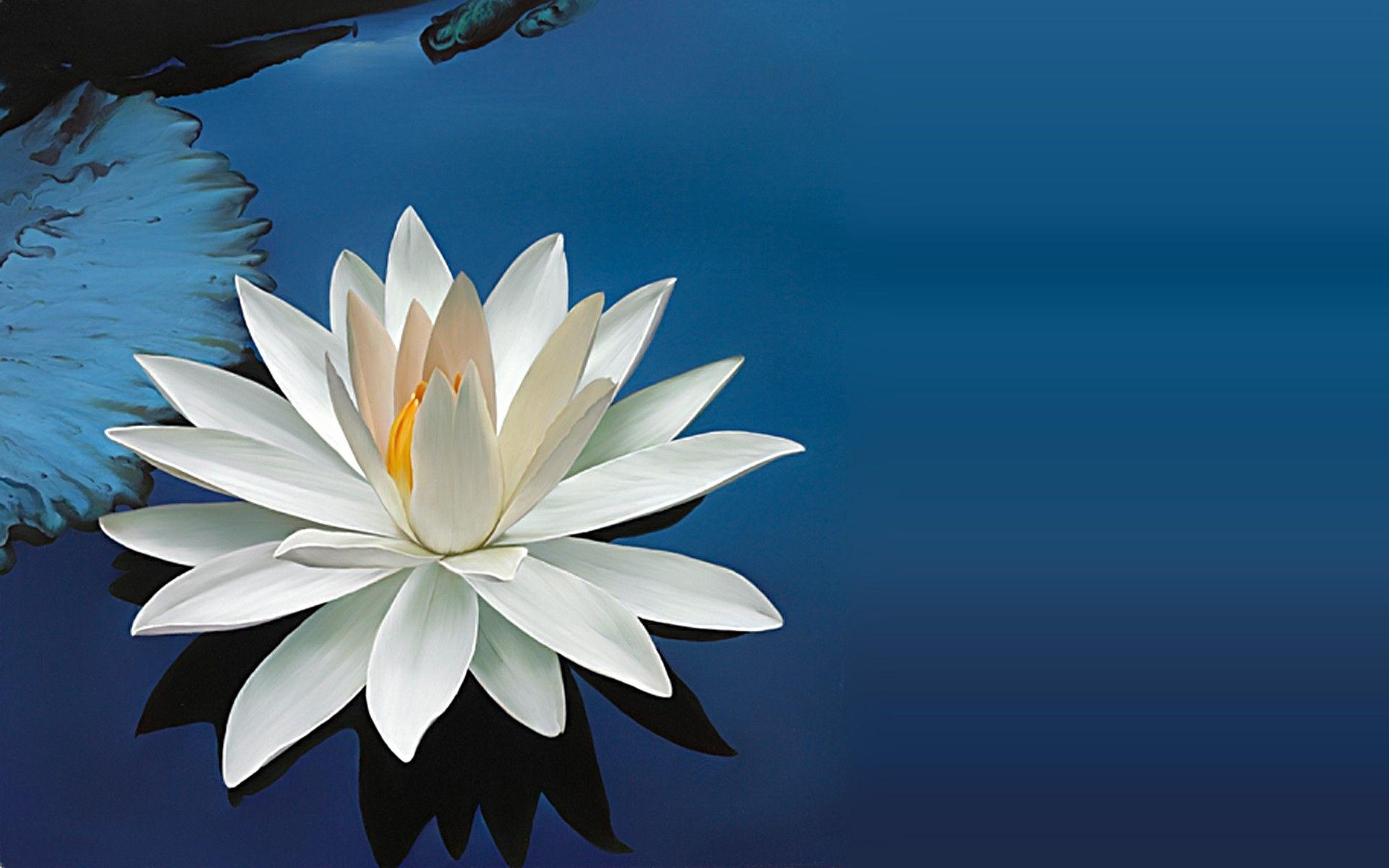 1920x1200 Most Beautiful Lotus Flowers Wallpaper, Desktop