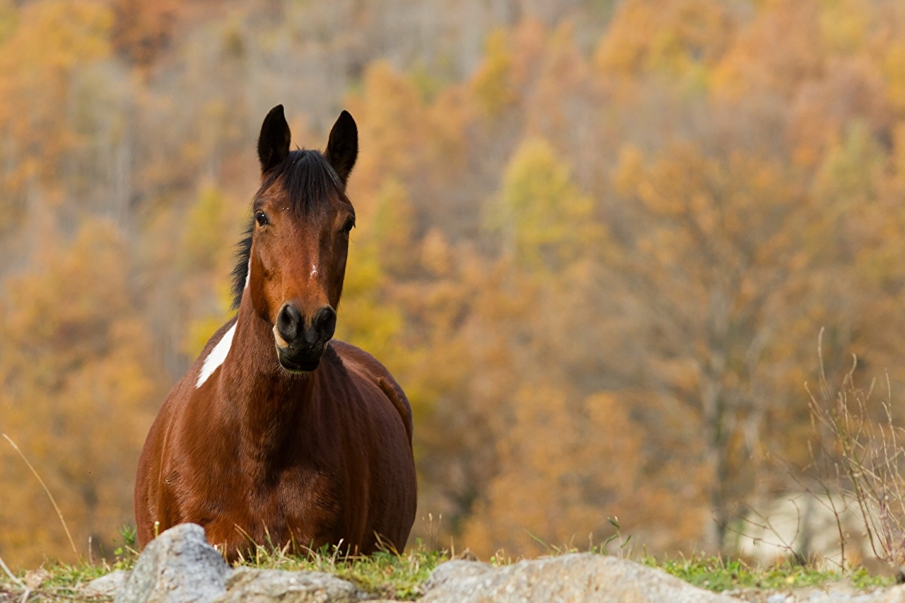 1280x860 Desktop Wallpaper horse Autumn Animals, Desktop