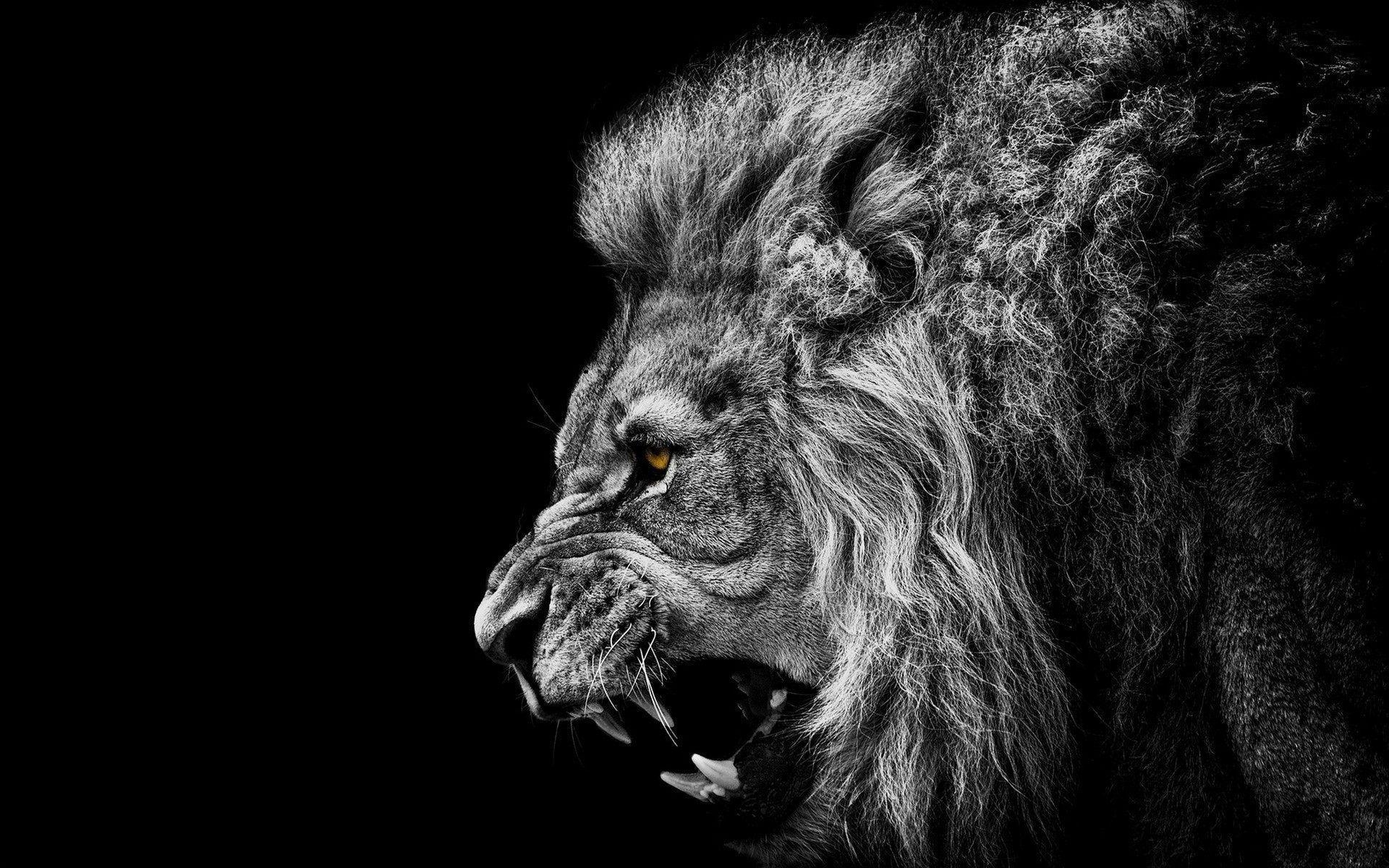 1920x1200 Cool Lion Wallpaper Group Wallpaper House.com, Desktop