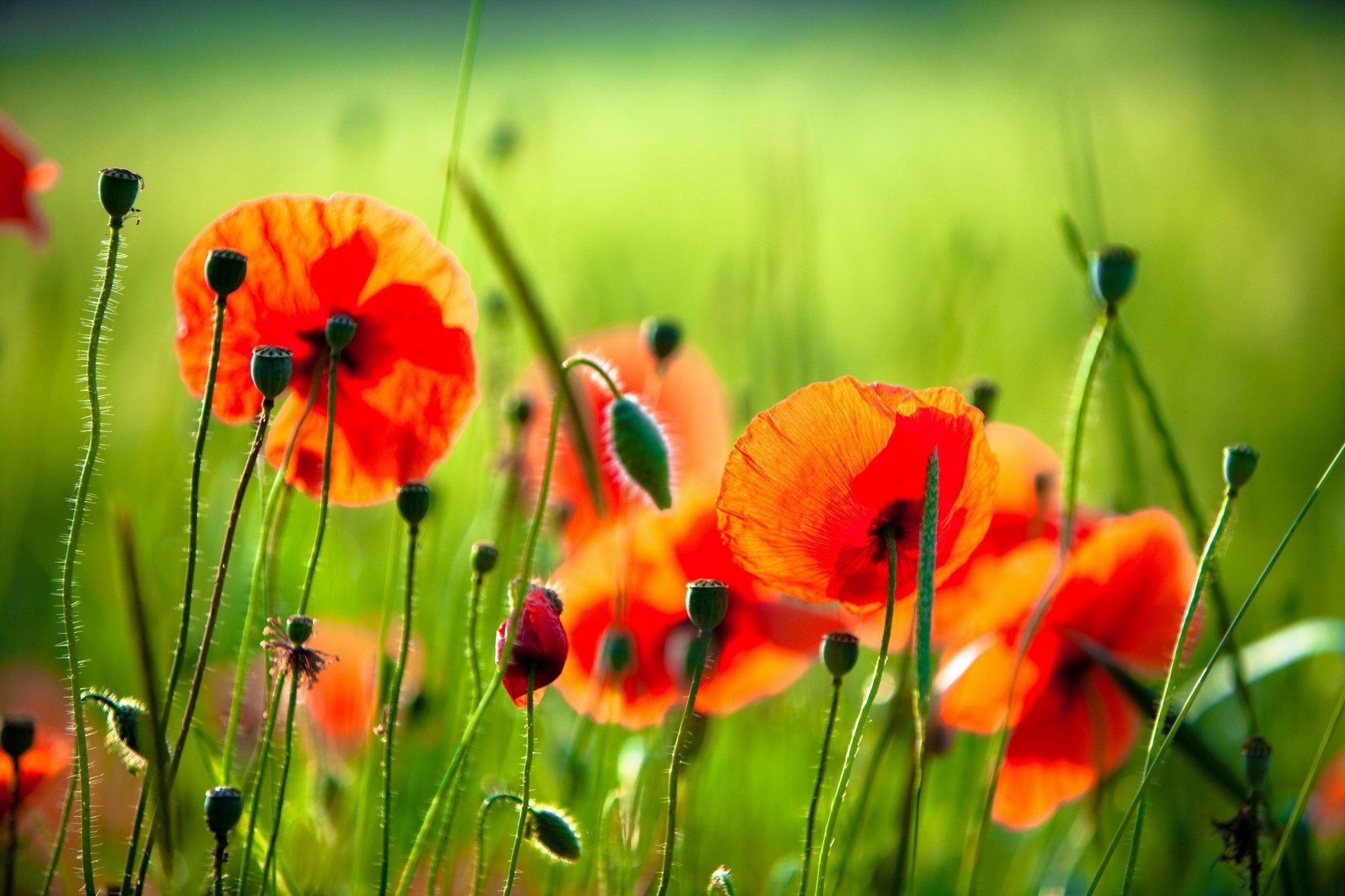 2560x1710 poppy flowers, Desktop