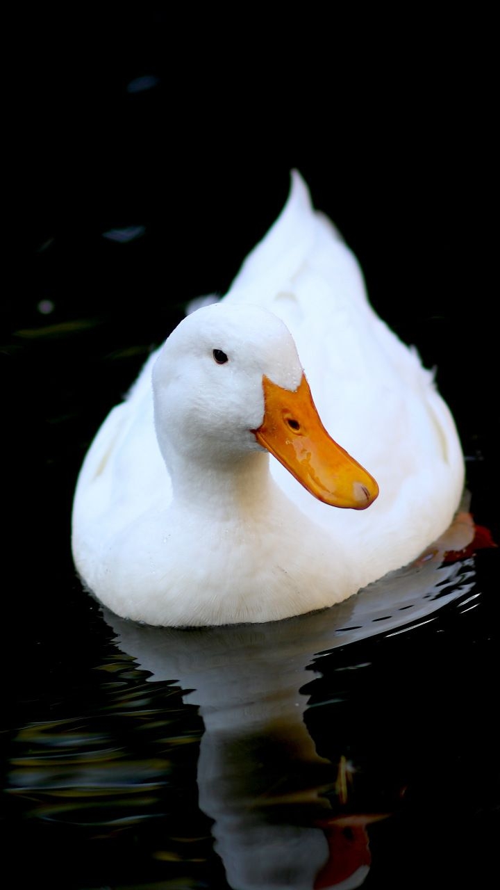 720x1280 White duck, bird, swim,, Phone