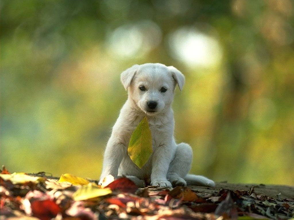 1030x770 HD Computer Animal Wallpaper. Animals Wallpaper Free Wallpaper, Free Desktop Wallpaper, HD. Dog quotes, Dog wallpaper, Animal wallpaper, Desktop