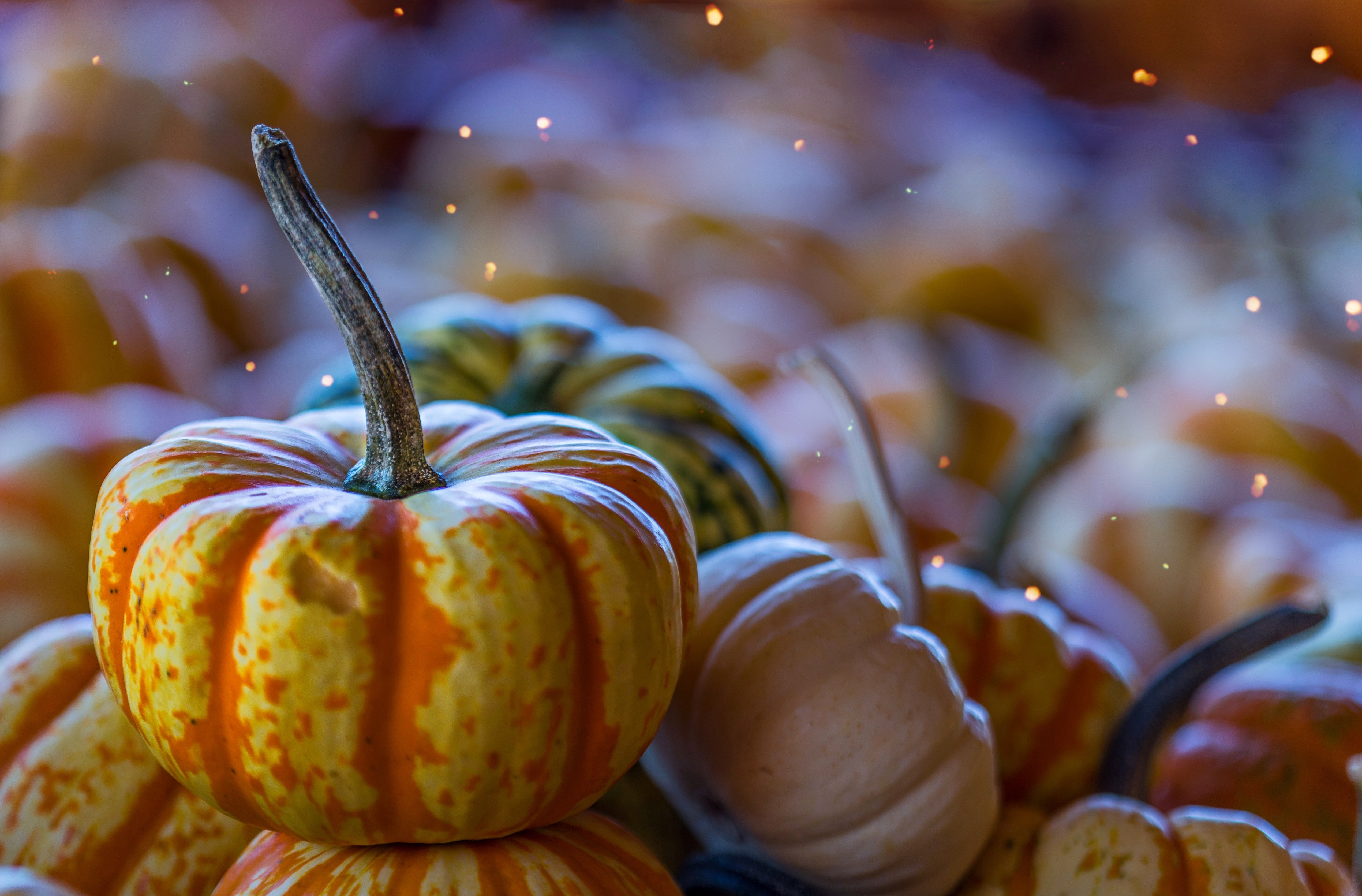 5090x3350  #gourd, #thanksgiving, #herbst, #vegetable, Desktop