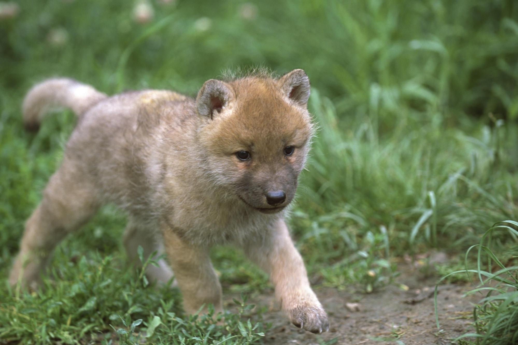 2000x1340 Best Of Cute Baby Wolves Wallpaper picture, Desktop