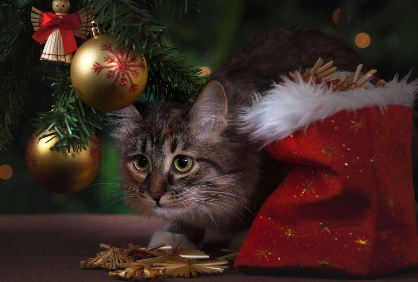 1430x970 Download  Kitten, Cute, Christmas, Cats Wallpaper, Desktop