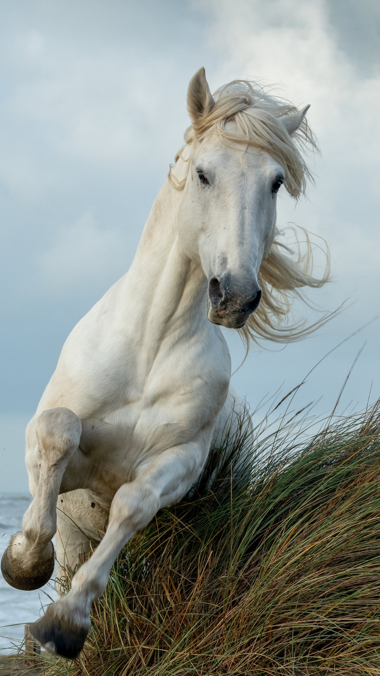 750x1340 Download wallpaper  white horse, Phone