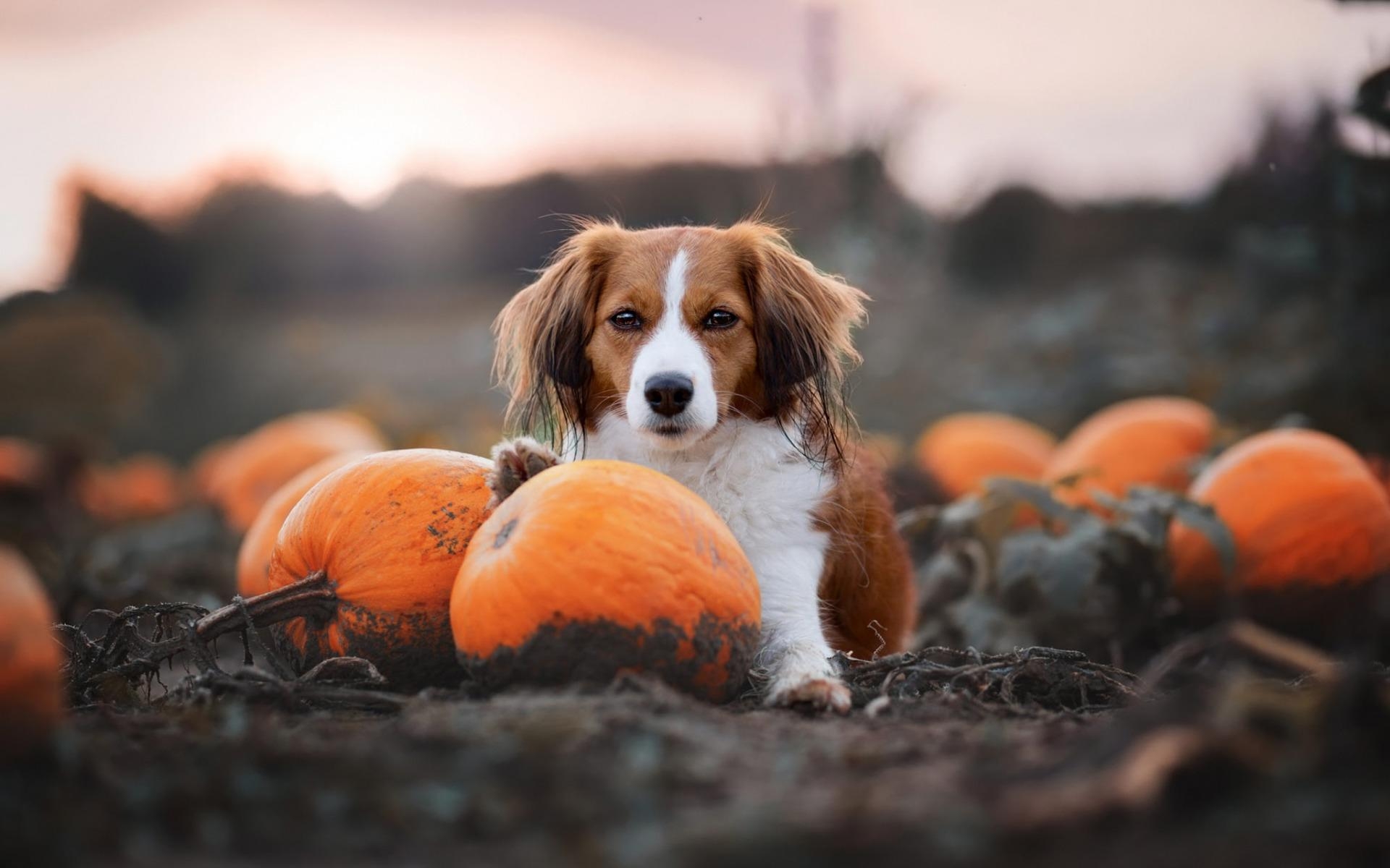 1920x1200 Download wallpaper Cavalier King Charles Spaniel, pumpkins, halloween, autumn, pets, brown curly dog for desktop with resolution. High Quality HD picture wallpaper, Desktop