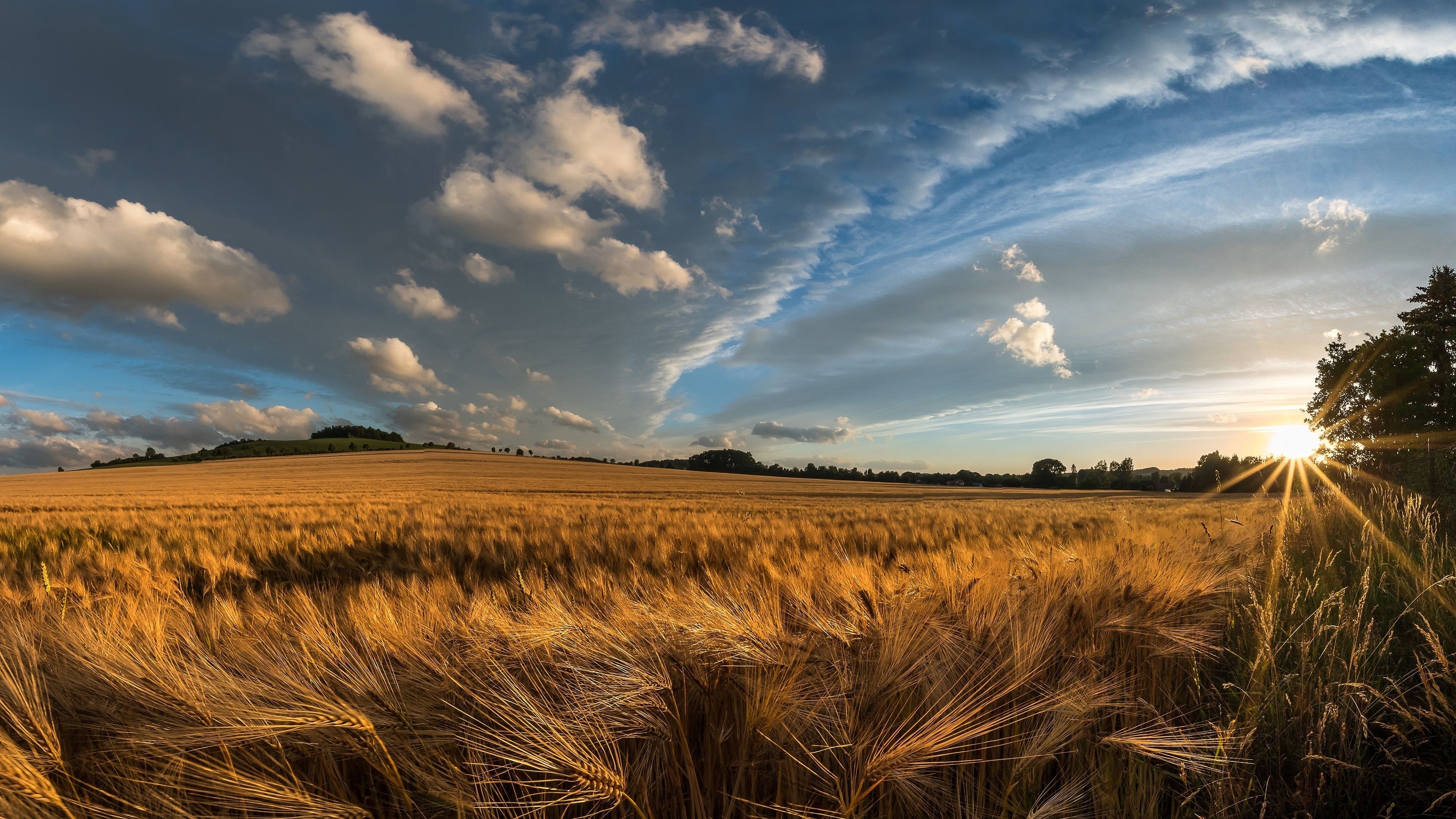 3840x2160 Download  wallpaper golden crop, wheat farm, landscape, nature, 4k, uhd 16: widescreen,  HD image, background, 16489, Desktop