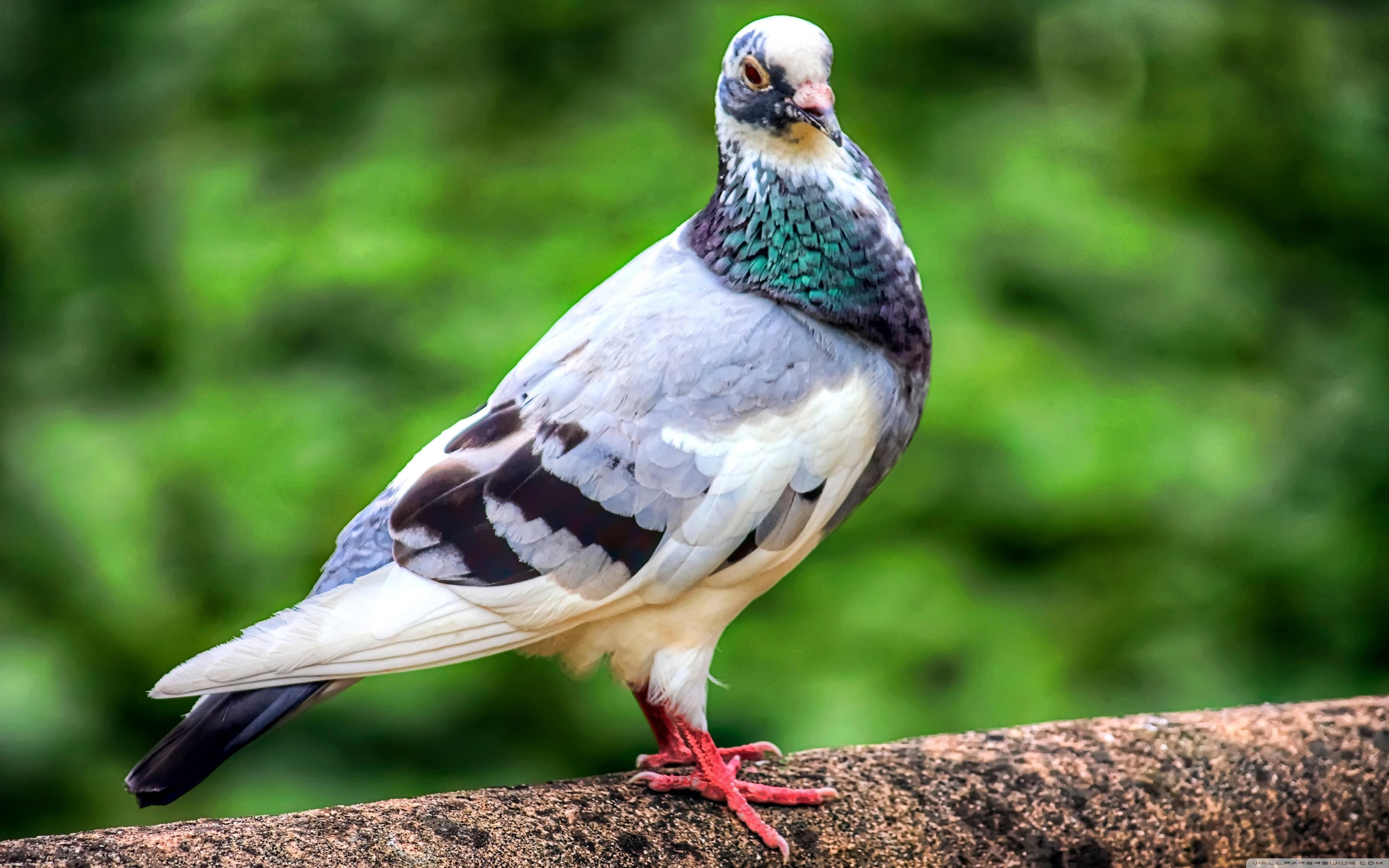 3840x2400 Pigeon Bird ❤ 4K HD Desktop Wallpaper for 4K Ultra HD TV • Tablet, Desktop