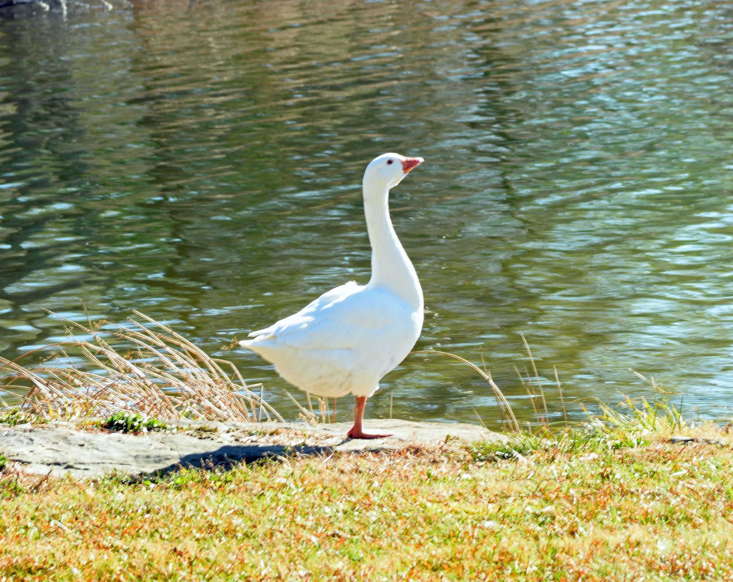 2400x1910 Goose Desktop Wallpaper, Desktop