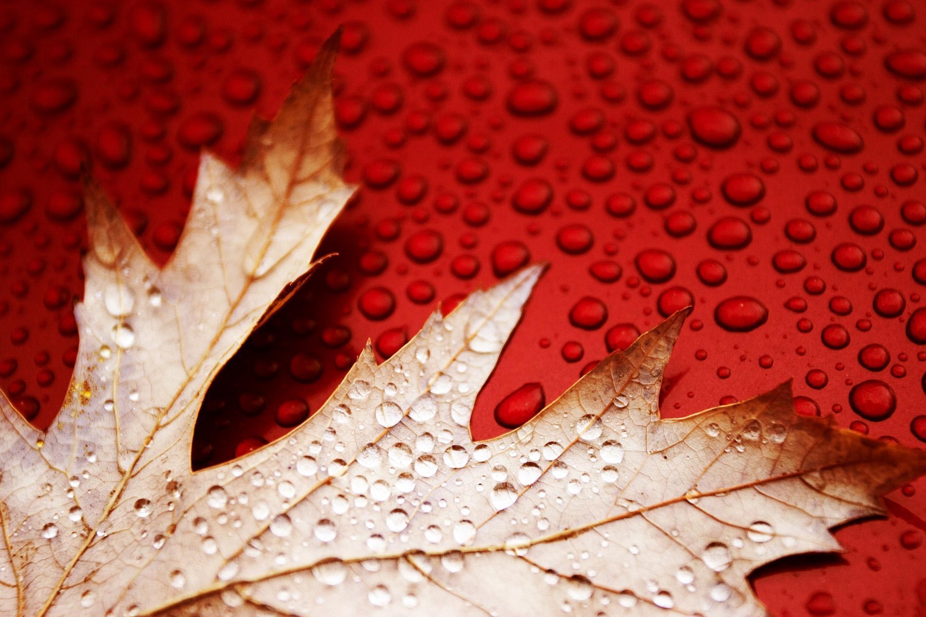 1900x1270 Water drops on red leaves wallpaper. Wallpaper Wide HD, Desktop