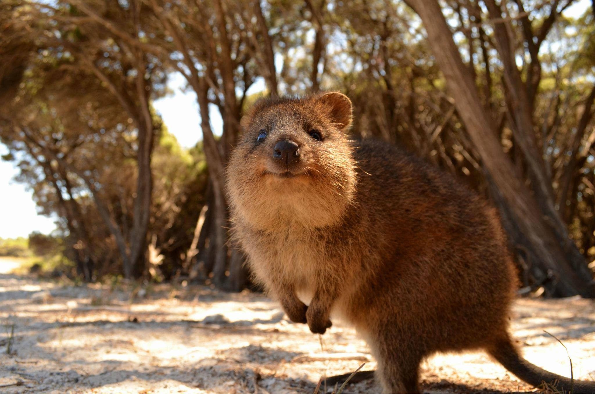 2050x1360 Quokka Wallpaper, 27 Quokka HD Wallpaper Background, D Screens, Desktop