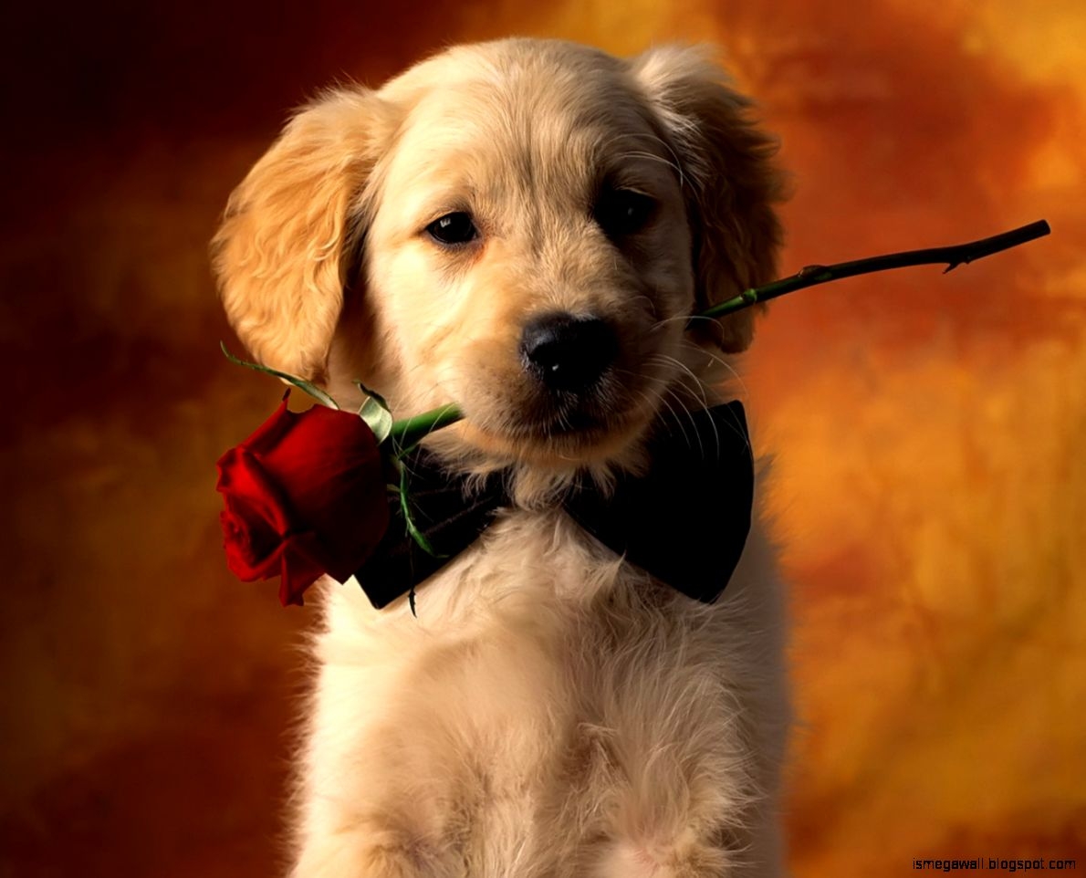 1190x970 Cute Dog Wallpaper Picture, Desktop