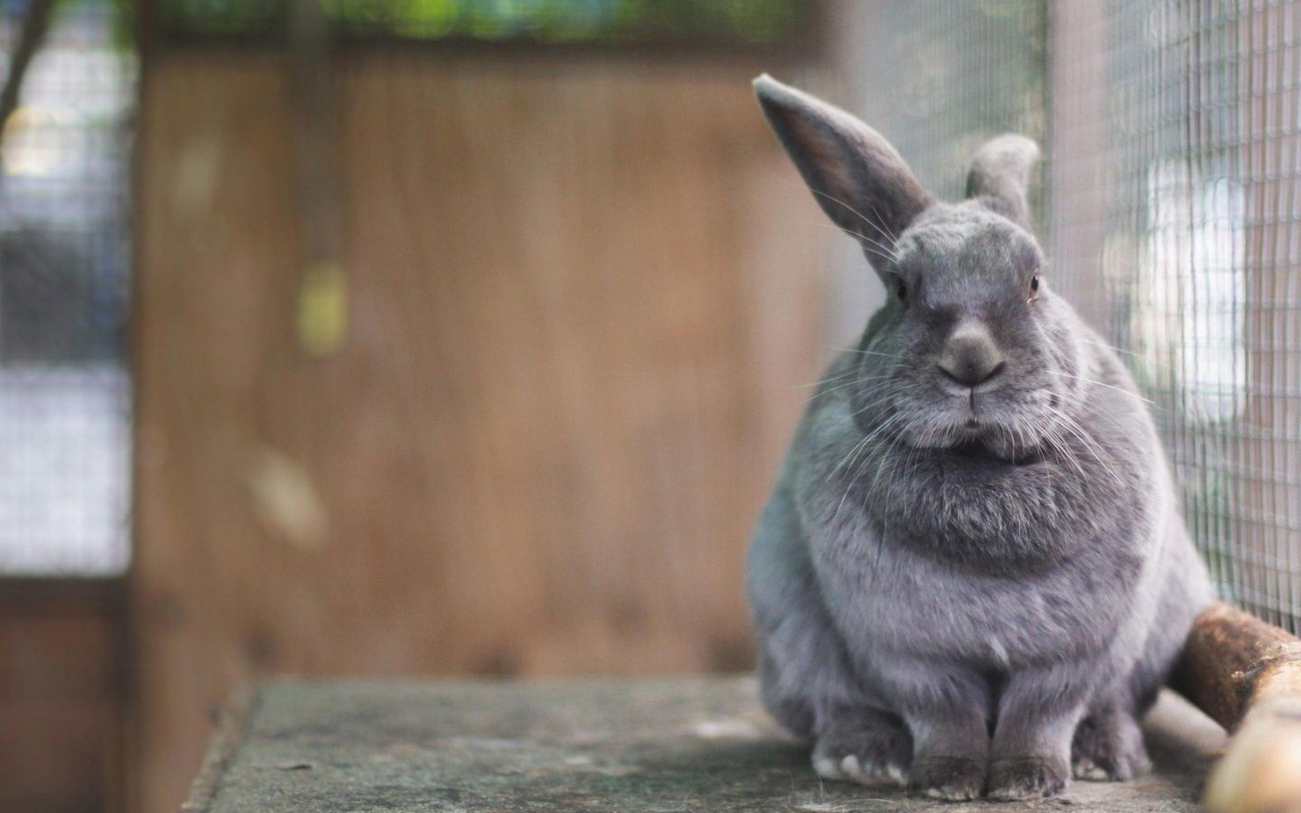 2560x1600 Rabbit Cute Gray Animal World Wallpaper, Desktop