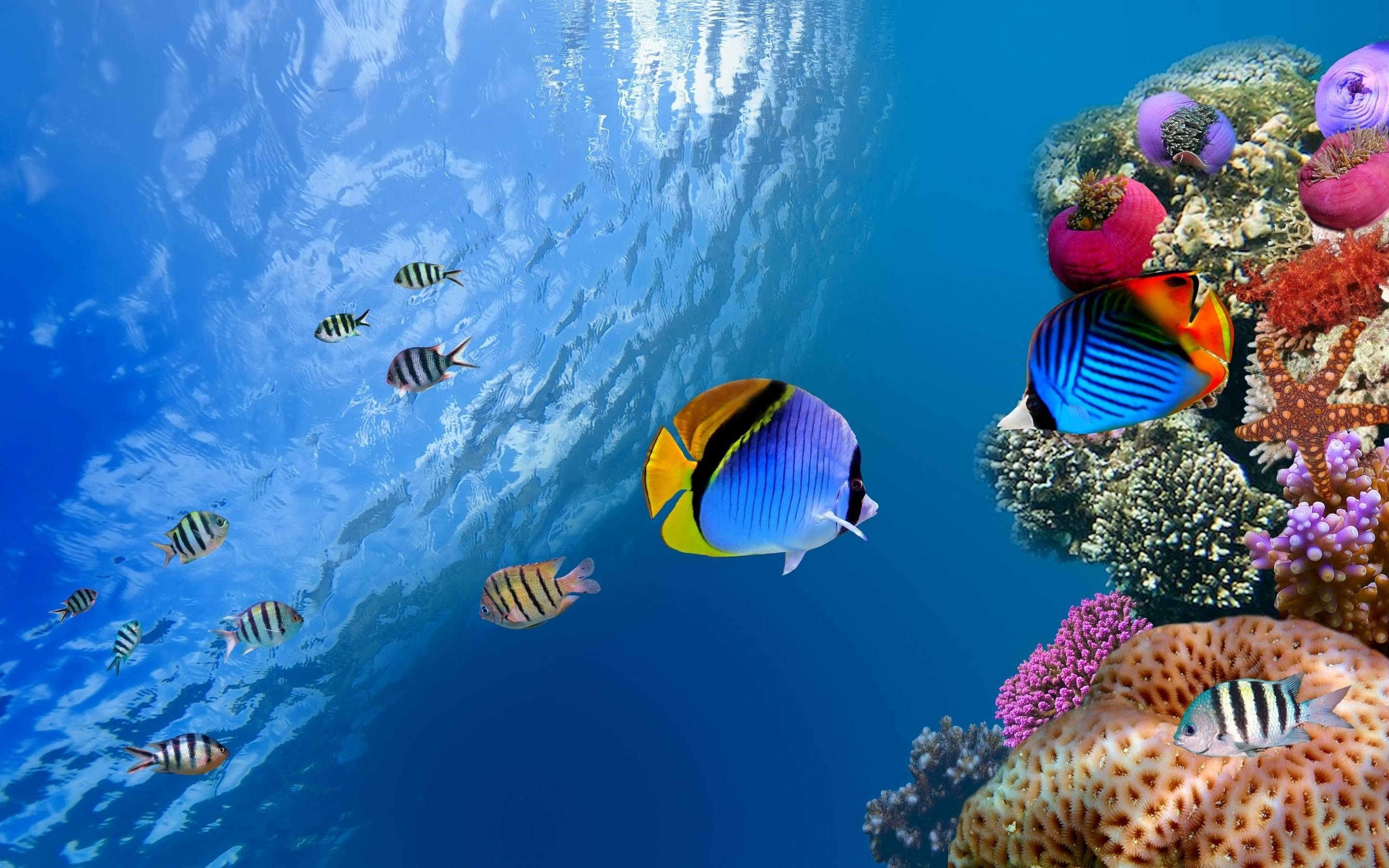 2880x1800 Underwater 4K Wallpaper Free Underwater 4K Background, Desktop