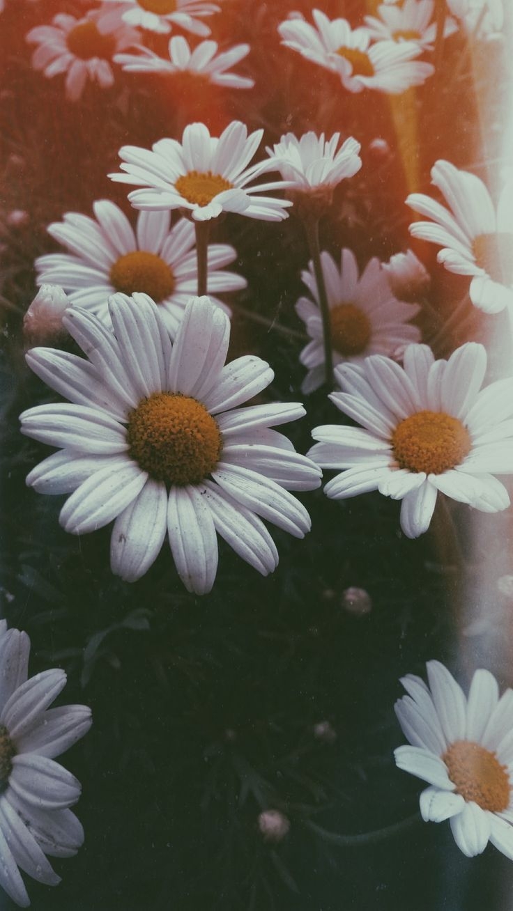 740x1310 Daisies by Rosiane, Phone