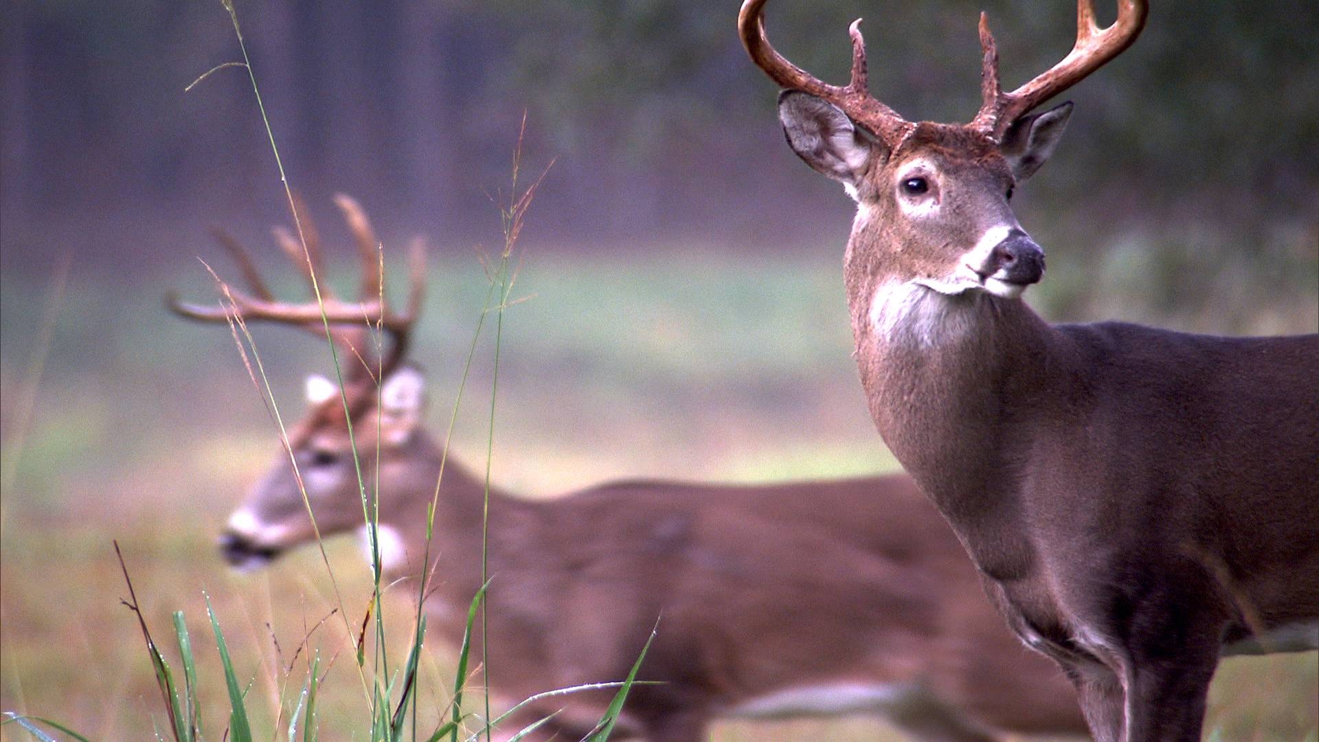 1920x1080 Whitetail Deer HD Wallpaper, Desktop