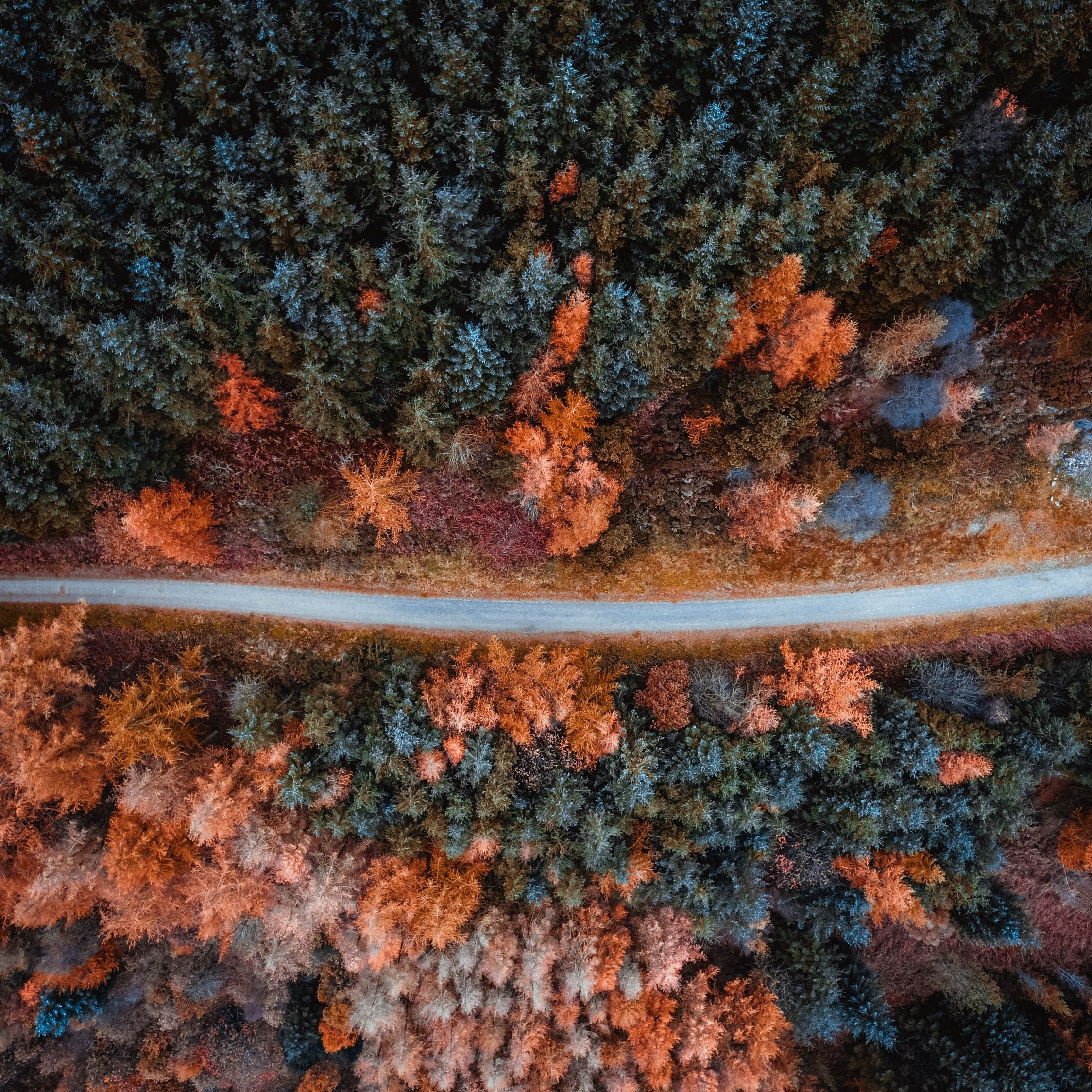 2250x2250 Download Autumn, road, tree, bird's eye view wallpaper, 2248x iPad Air, iPad Air iPad iPad iPad mini iPad mini 3, Phone