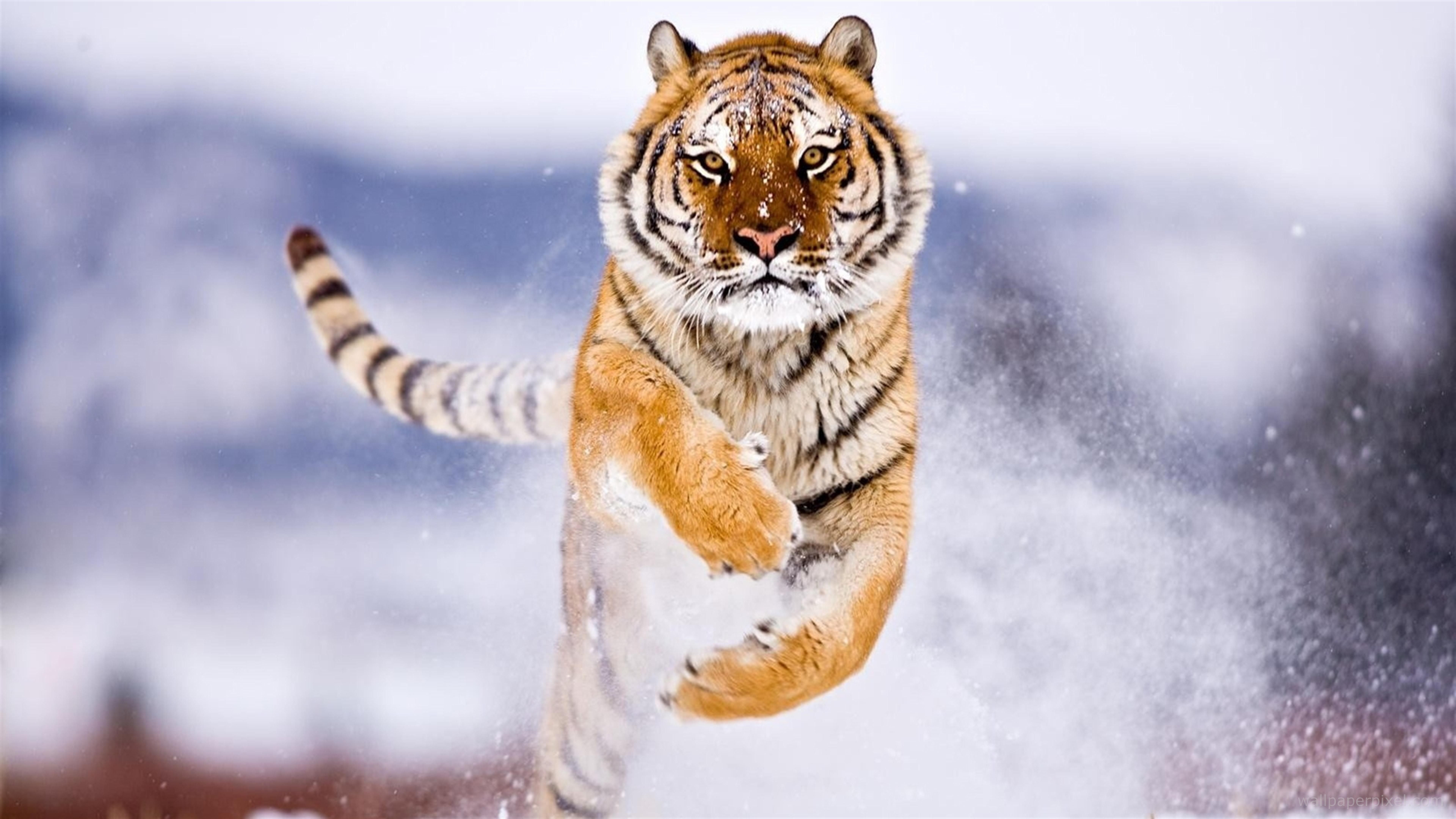 7680x4320 Tiger In Snow, HD Animals, 4k Wallpaper, Image, Background, Desktop