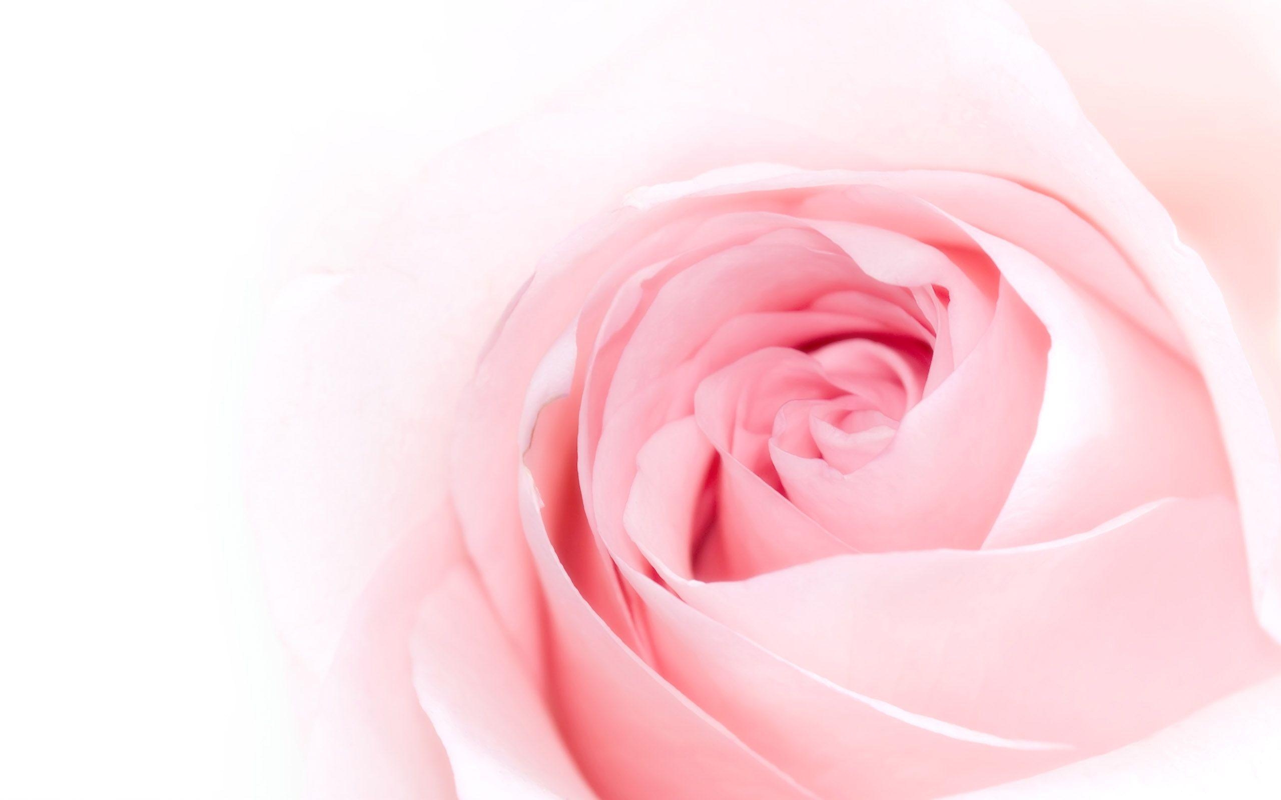 2560x1600 Pink Rose Wallpaper, Desktop