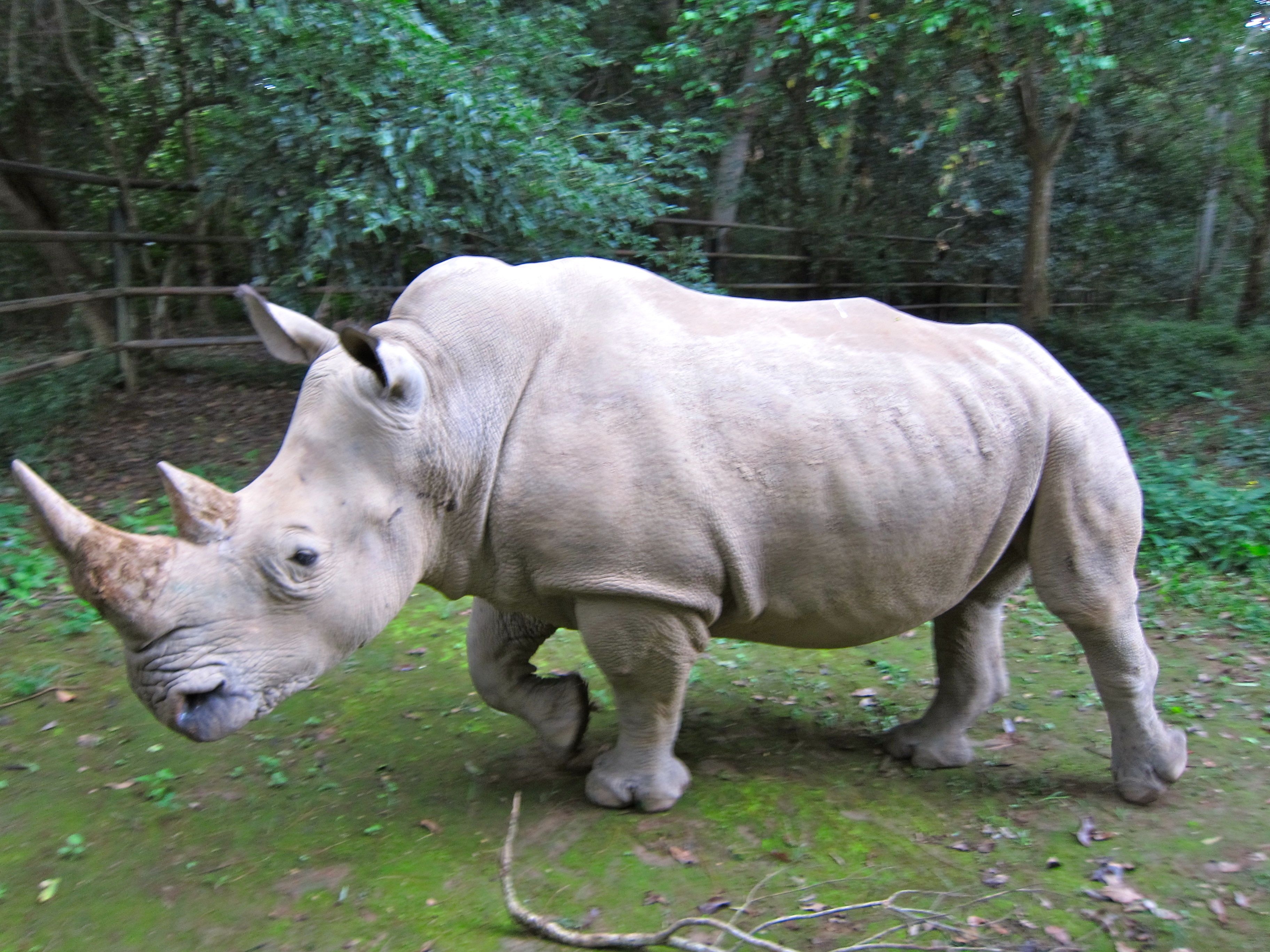 3650x2740 The Northern White Rhino (Ceratotherium simum cottoni) of central, Desktop