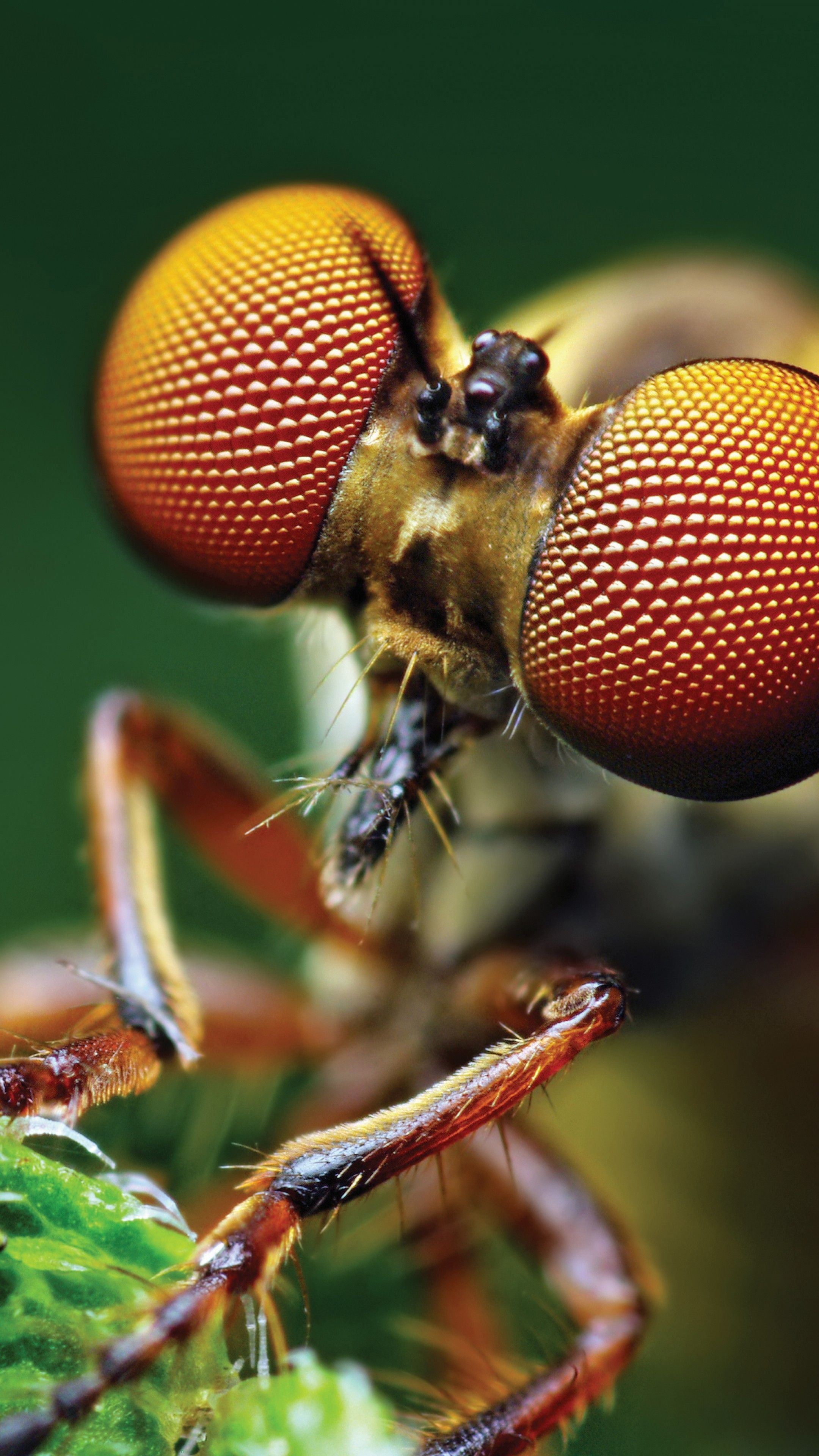 2160x3840 Wallpaper Fly, eye, macro, Animals, Phone