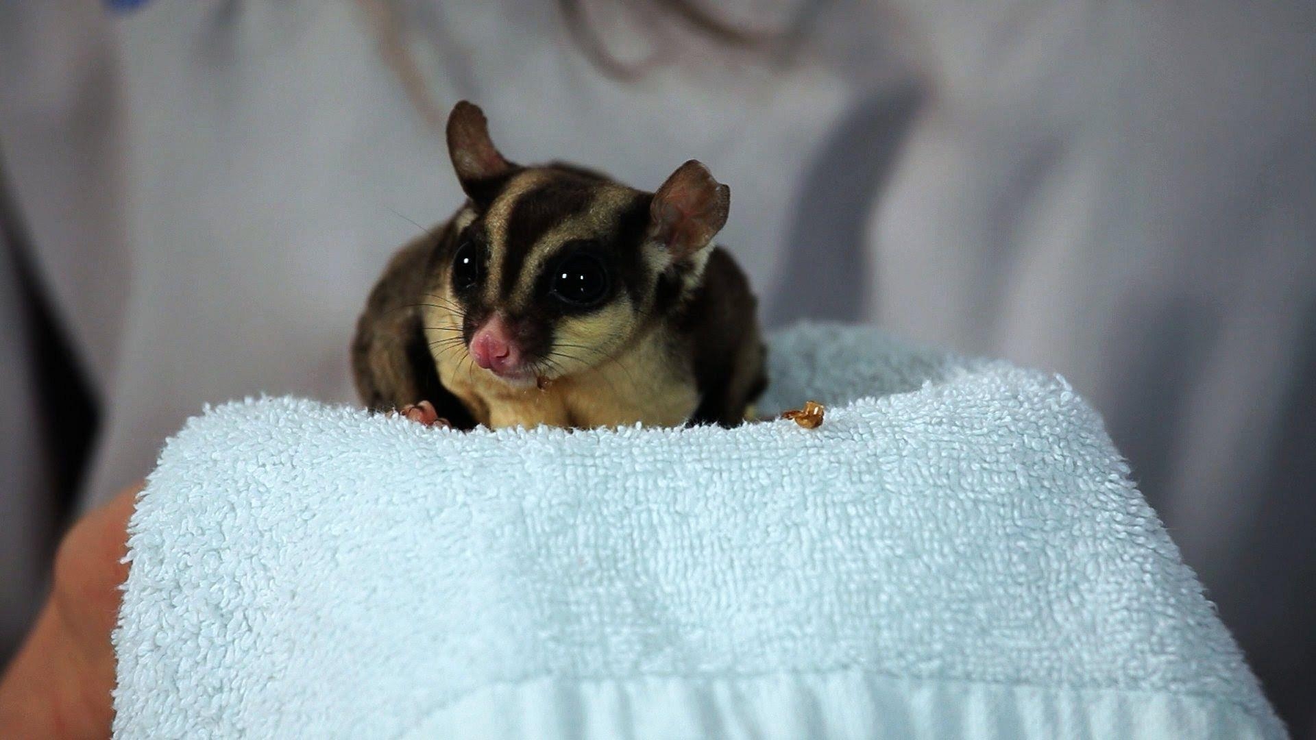 1920x1080 Sugar Glider Desktop Wallpaper, Desktop