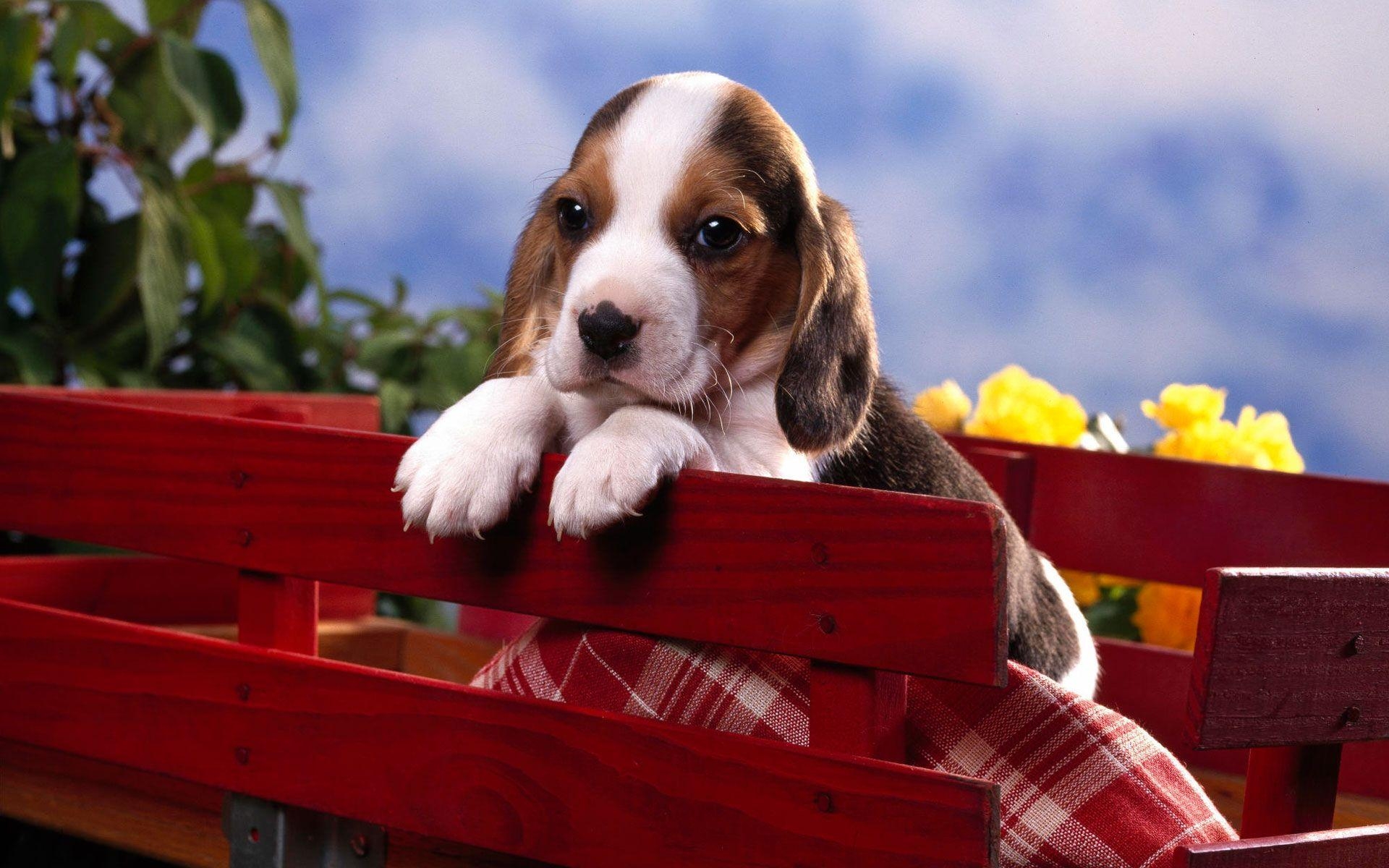 1920x1200 Beagle Puppy Wallpaper, Desktop