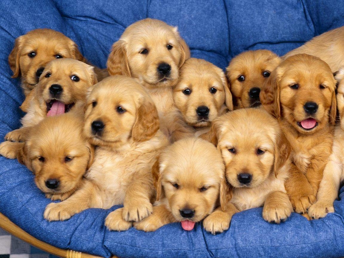 1160x870 Puppy Wallpaper For Desktop, Desktop