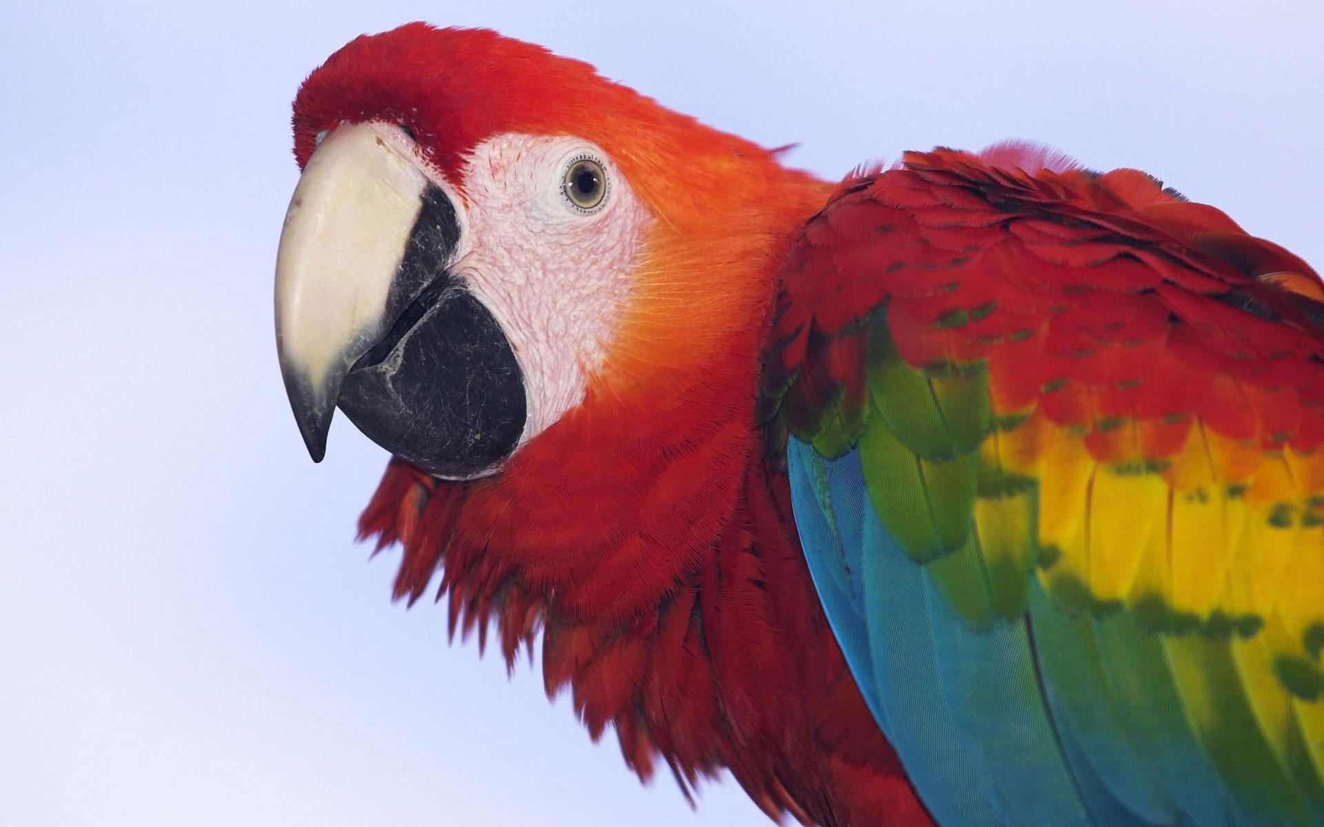 1920x1200 Profile of a Scarlet Macaw wallpaper, Desktop