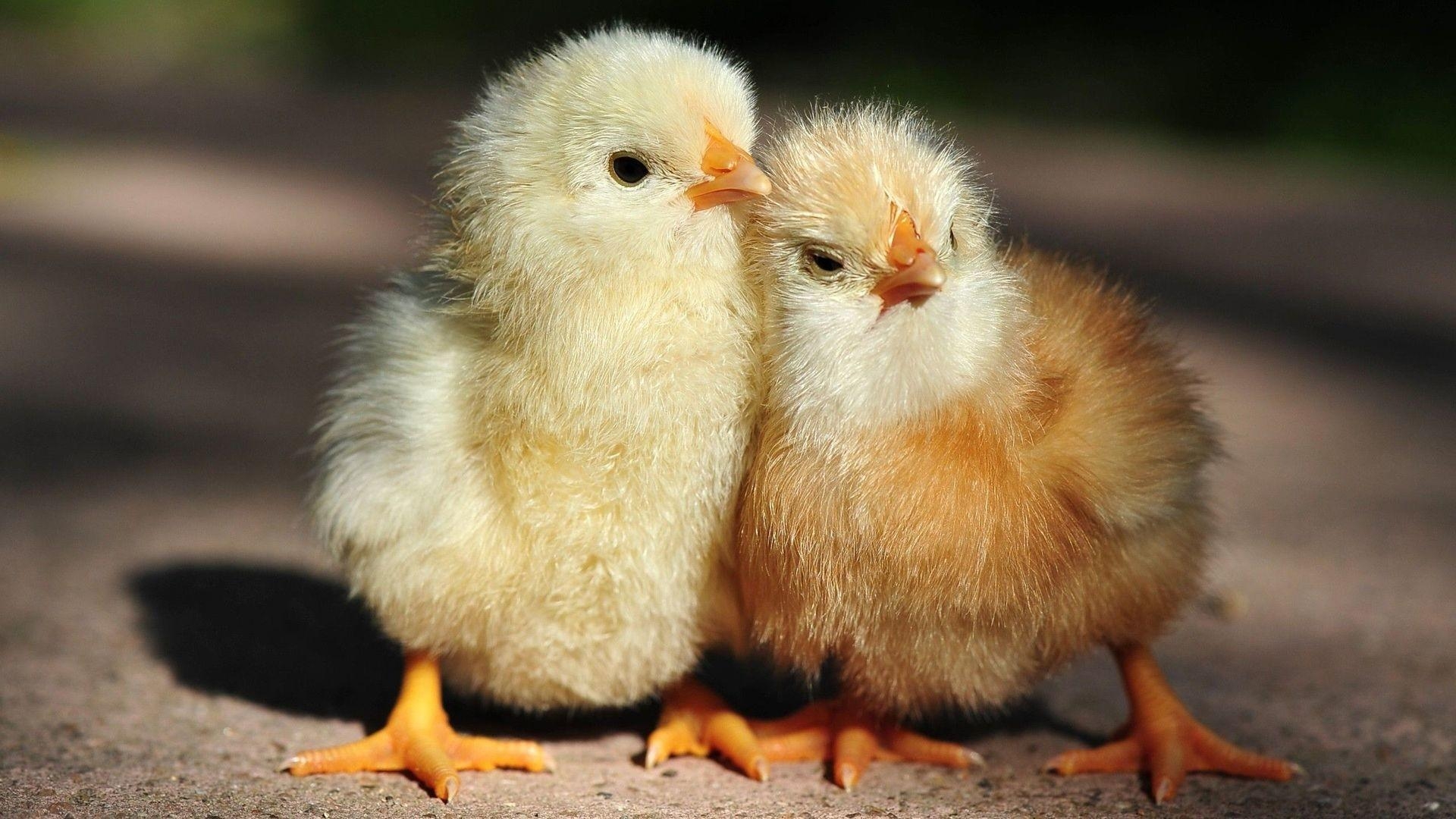 1920x1080 Baby Chicks Wallpaper, Desktop