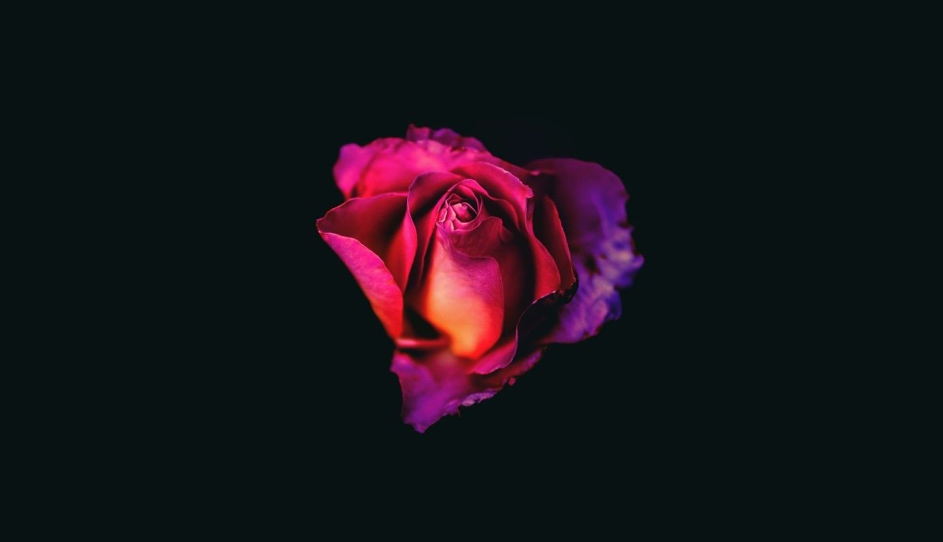 1340x770 Rose Oled Dark 8k Laptop HD HD 4k Wallpaper, Image, Desktop