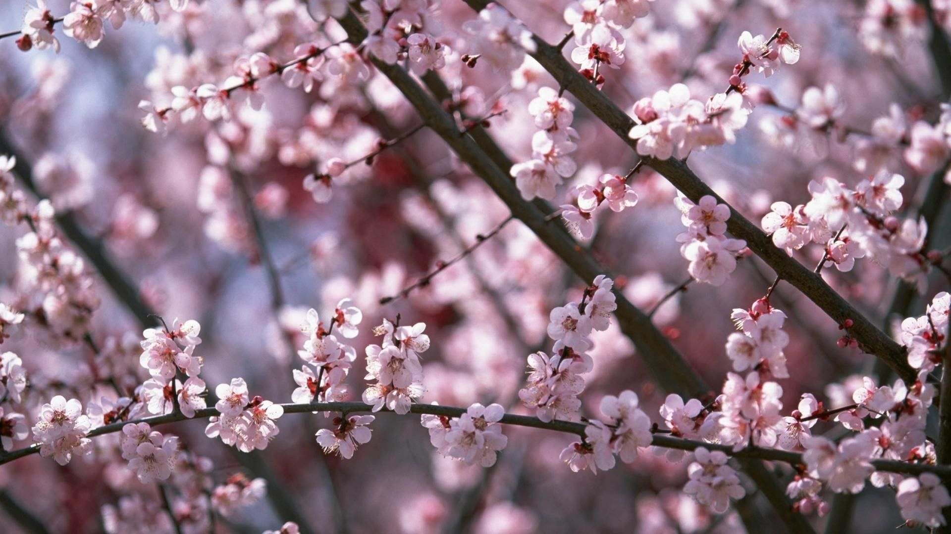 1920x1080 Cherry Blossom Wallpaper, Desktop