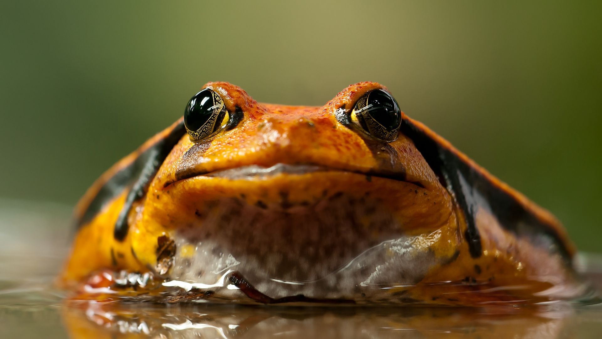 1920x1080 Download wallpaper  frog, toad, eyes full hd, hdtv, fhd, 1080p HD background, Desktop