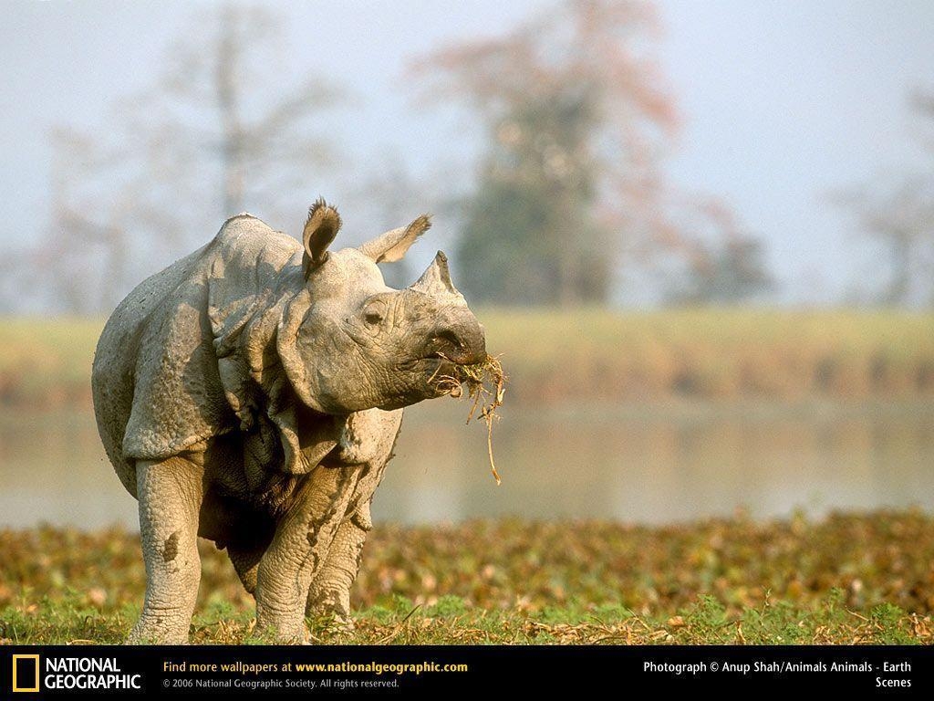 1030x770 Rhino Picture, Rhino Desktop Wallpaper, Free Wallpaper, Download, Desktop