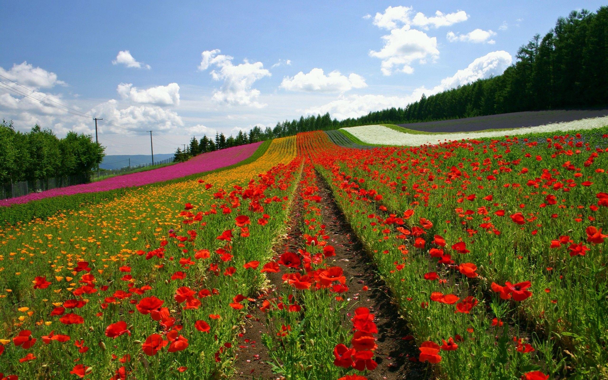 2560x1600 Japan Hokkaido Widescreen 2 07 Wallpaper  Wallpaper, Desktop