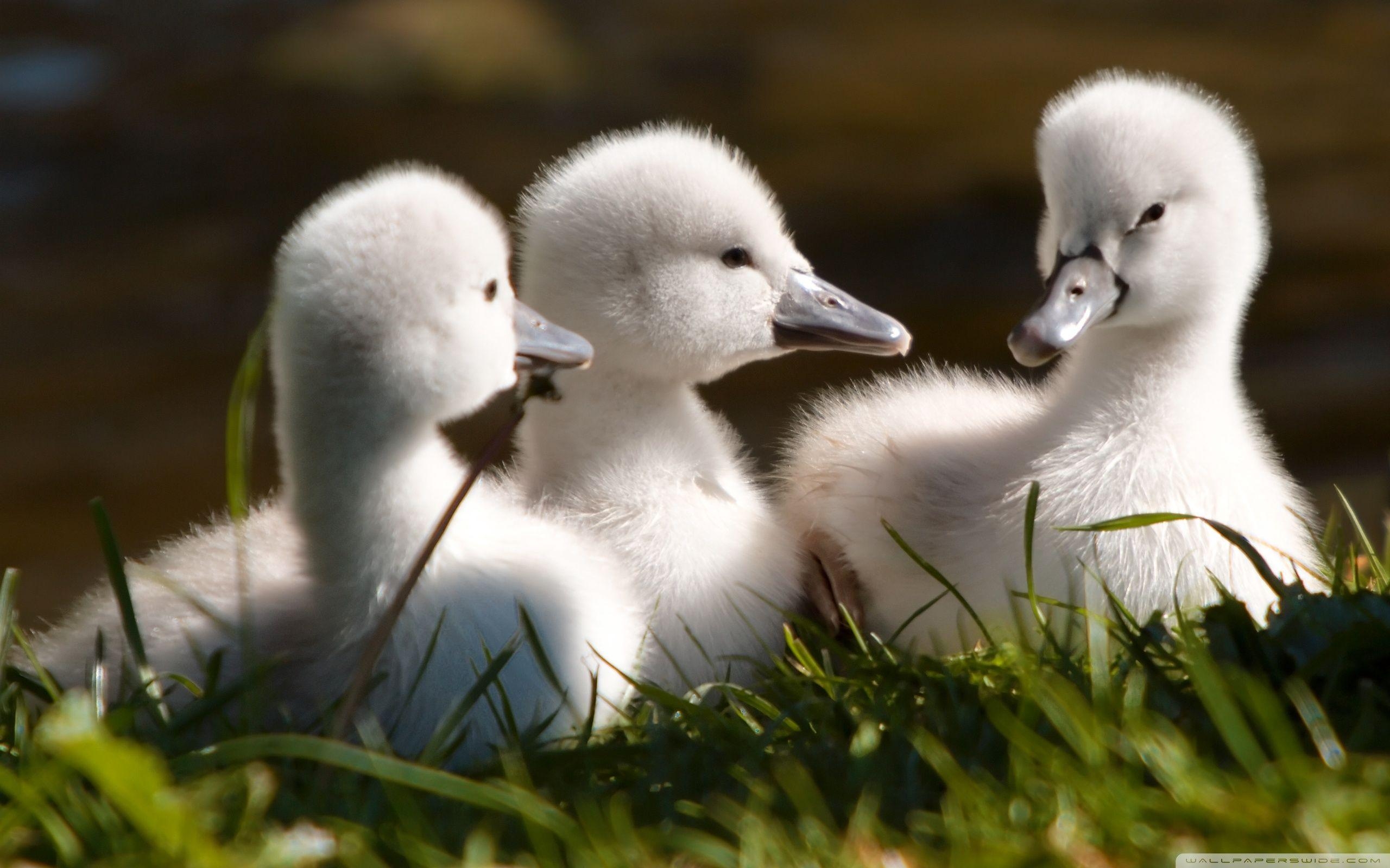 2560x1600 Sweet Baby Swans Wallpaper Full HD [] wallpaper, Desktop