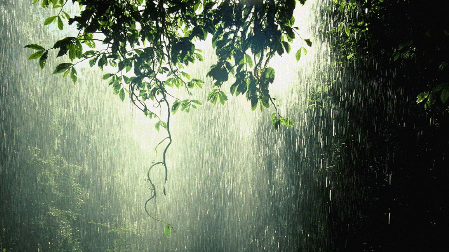 1540x870 raining in forest Computer Wallpaper, Desktop Background, Desktop