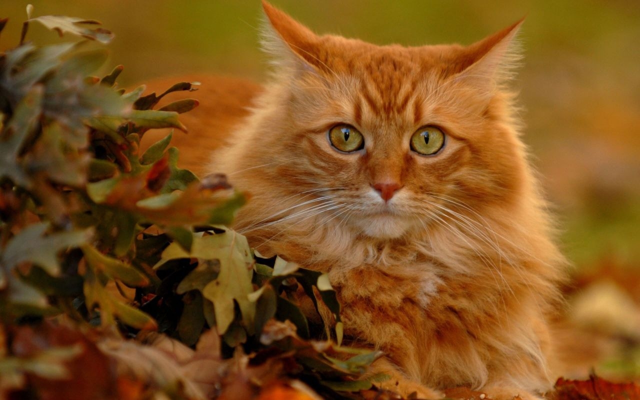 1280x800 Red Cat in autumn leaves Desktop wallpaper, Desktop