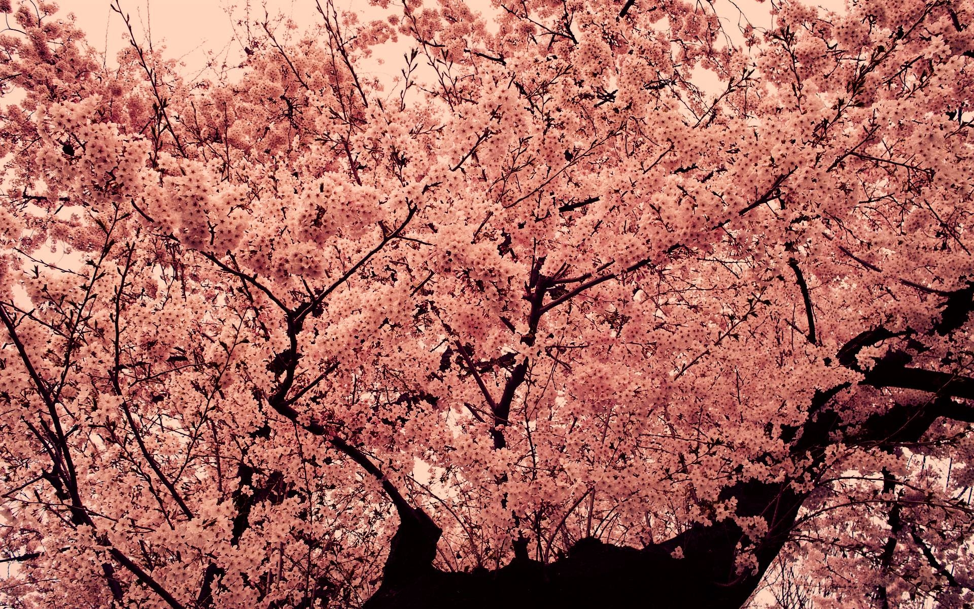 1920x1200 Pix For > Pink Tree Wallpaper HD, Desktop