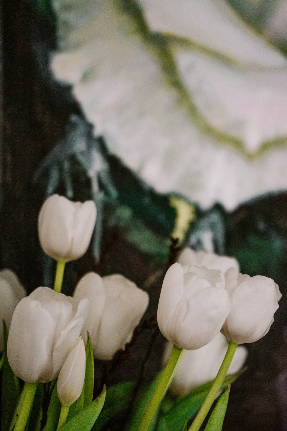 1000x1500 White Tulip Picture. Download Free Image, Phone