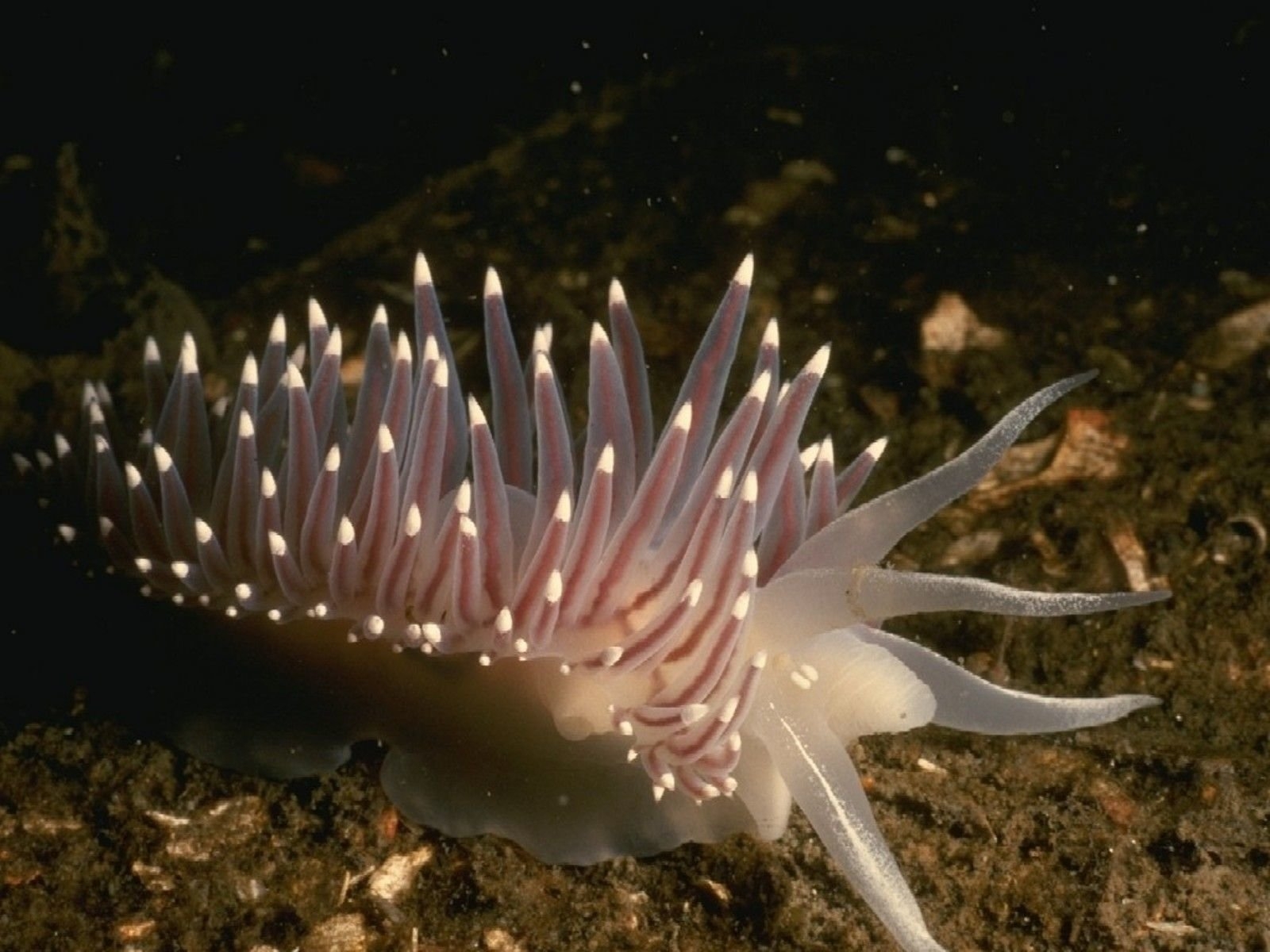 1600x1200 Nudibranch sea slug is a Herbivorous mollusk, Desktop