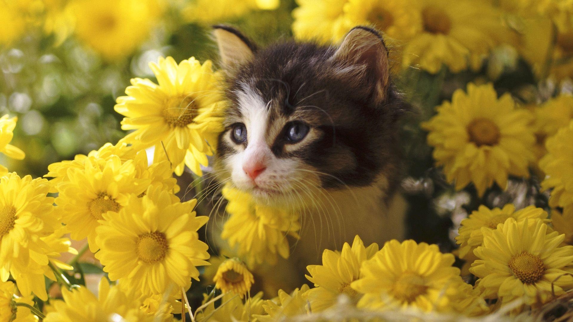 1920x1080 cats in spring computer background Free HD Cat Wallpaper, Desktop