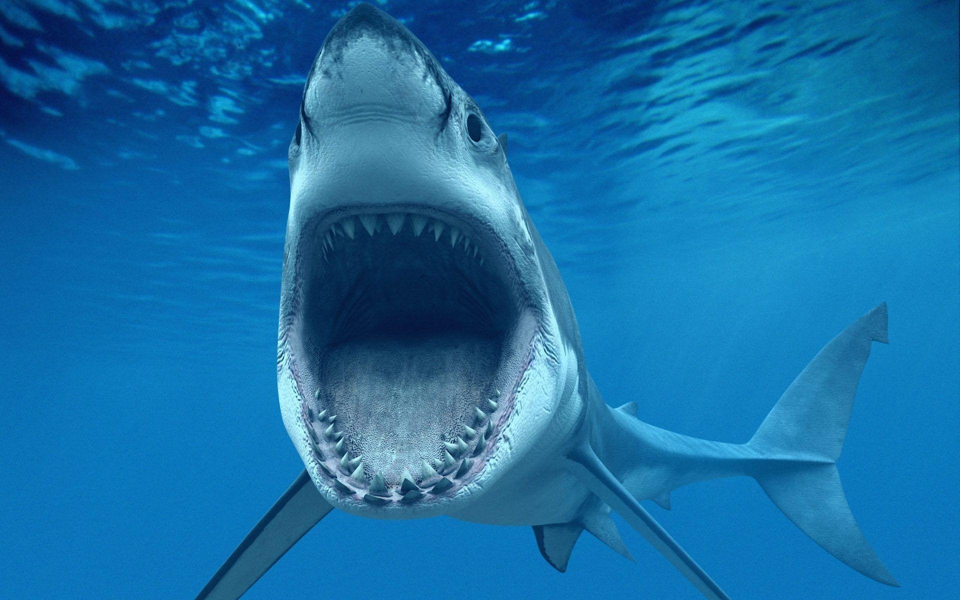 1920x1200 Shark Wallpaper 1008, Desktop