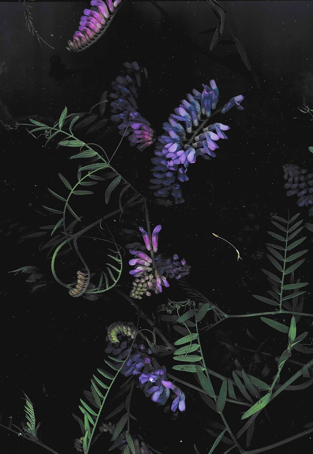 1000x1450 dark floral background (FOR FREE YO), Phone