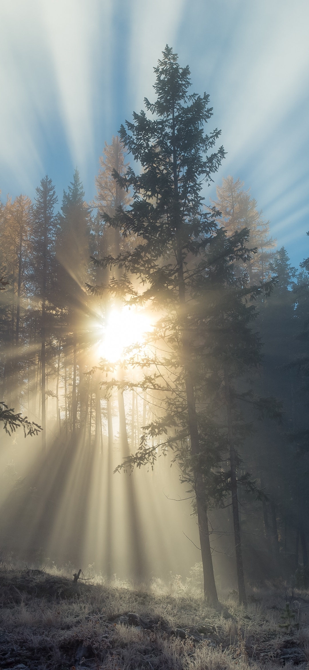 1080x2340 Foggy sunset Wallpaper 4K, Forest, Sun rays, Landscape, Phone