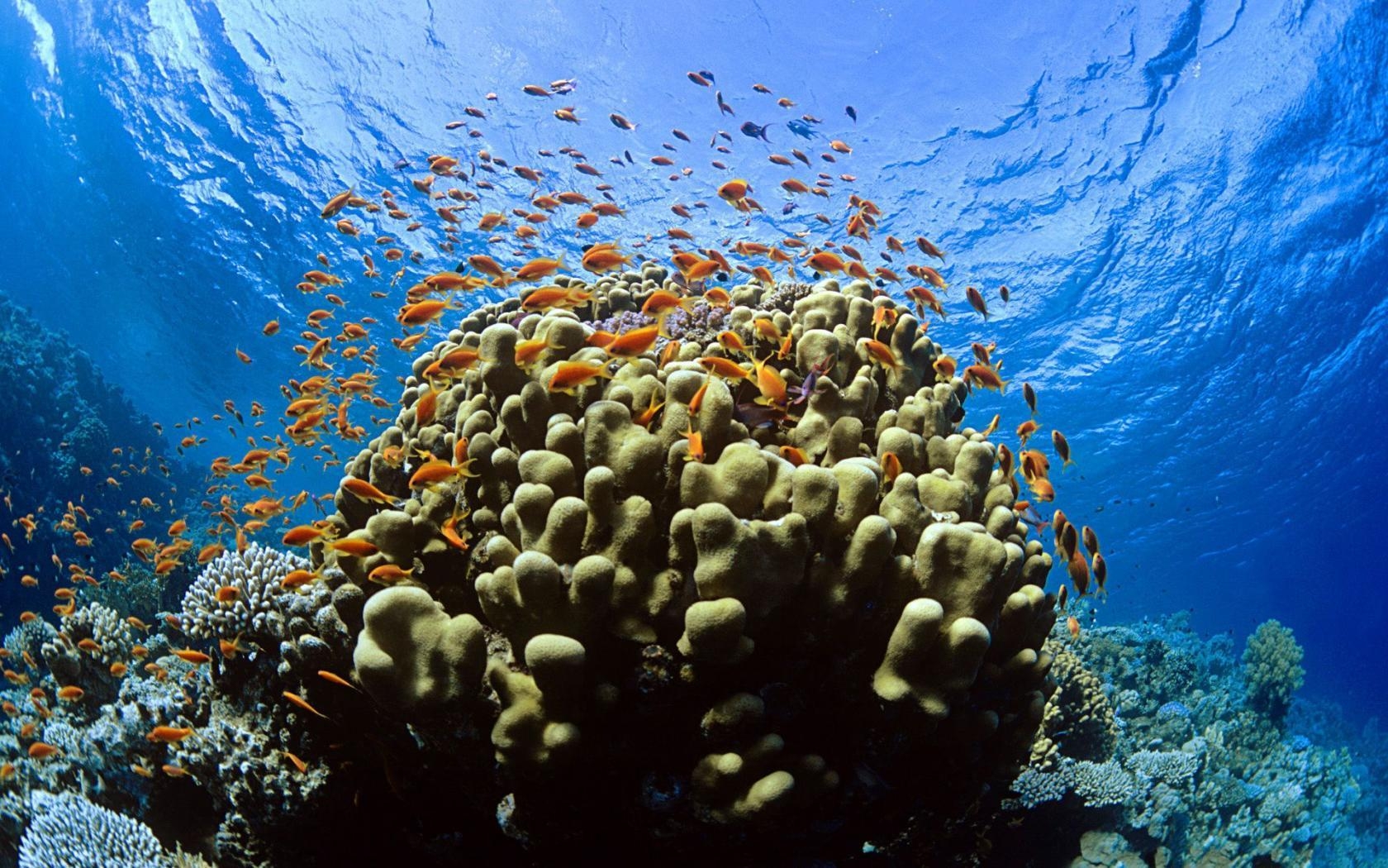 1680x1050 Coral Reef Wallpaper, Desktop